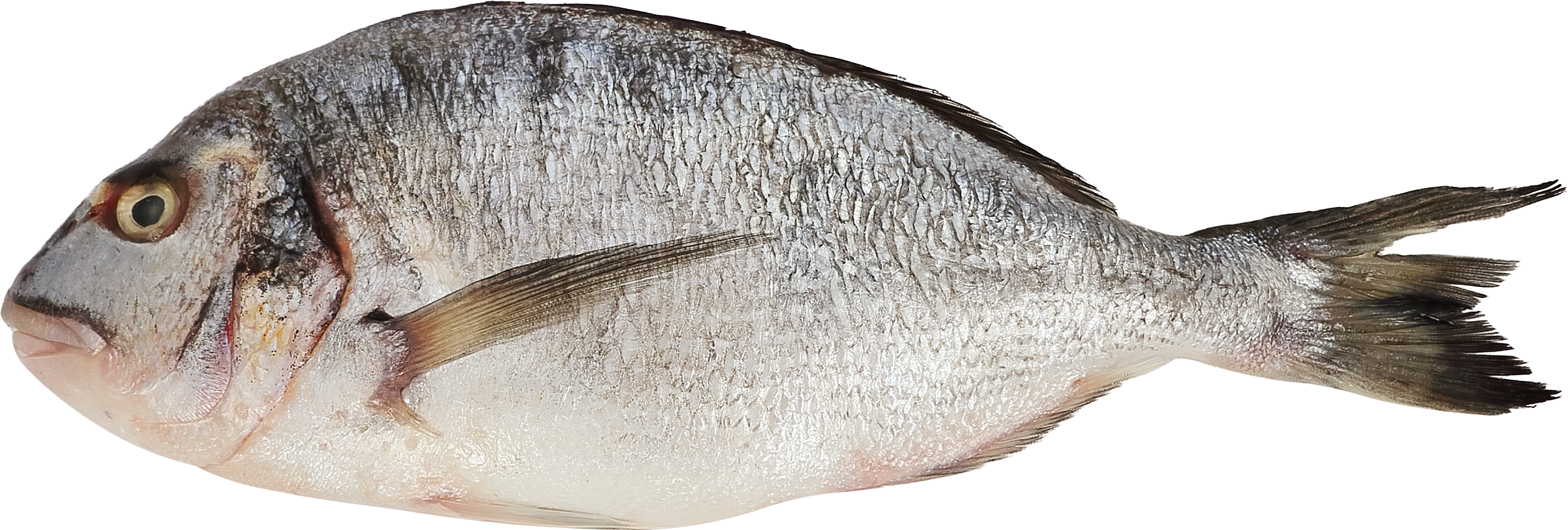 Изображение товара Дорадо ЛЕНТА FRESH 300-600г рыба свежая охлажденная неразделанная