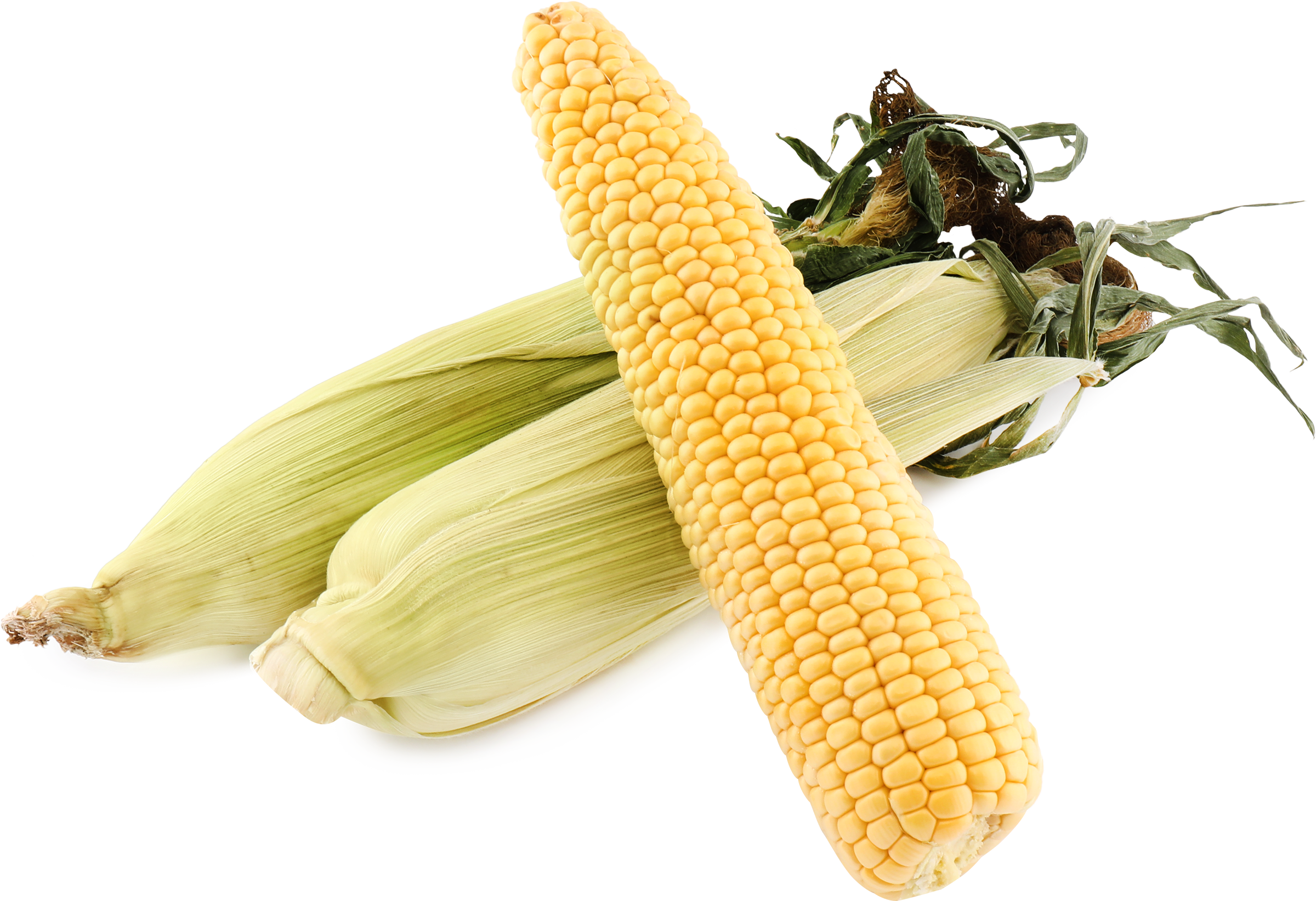 Изображение товара Свежая желтая кукуруза на руку 1 шт натуральный продукт