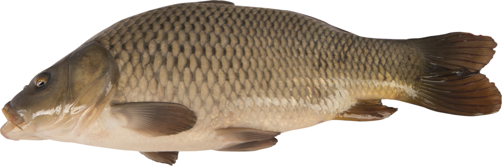 Изображение товара Карп ЛЕНТА FRESH живой весовой - свежая рыба для приготовления блюд