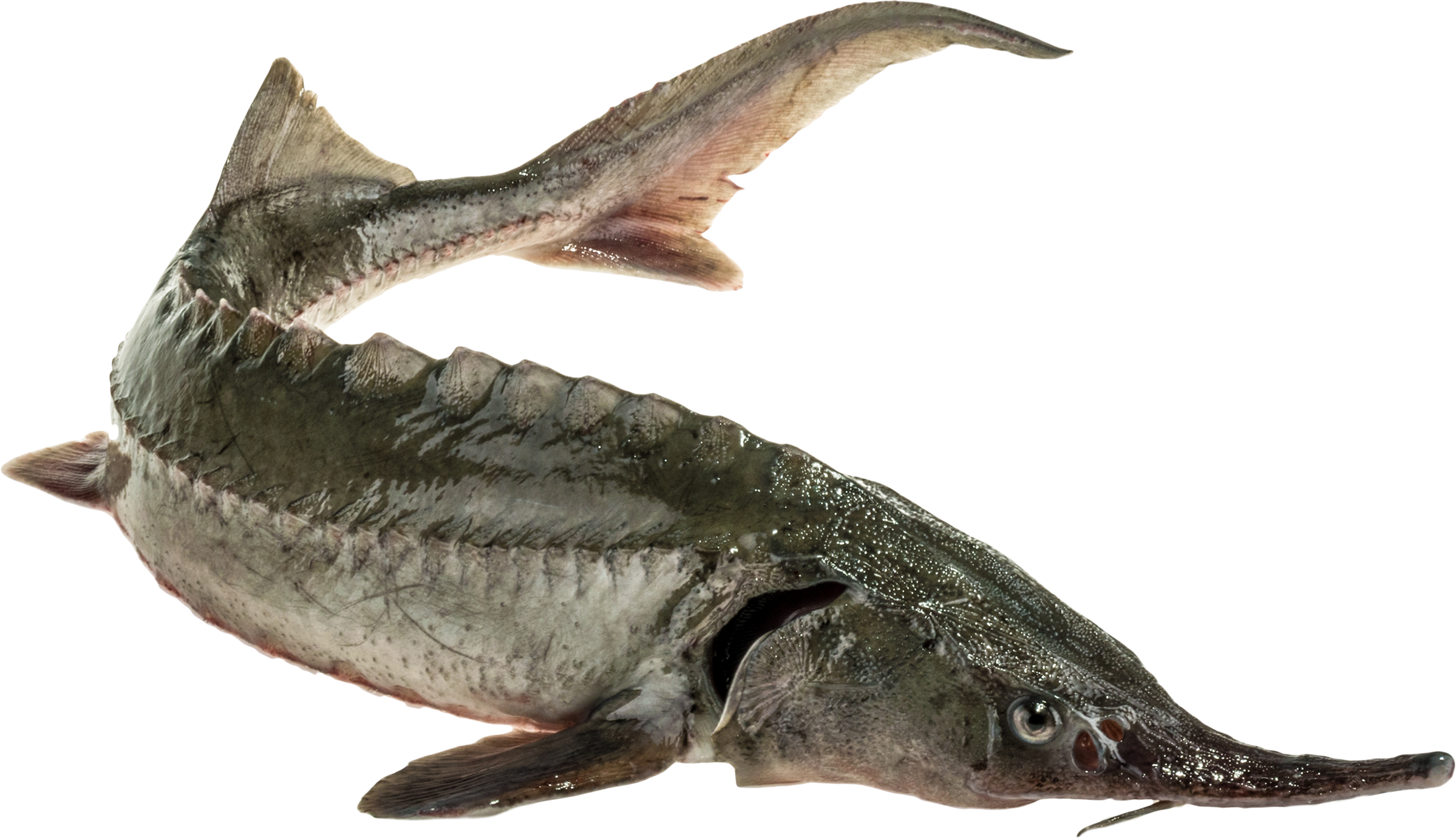 Изображение товара Осетр живой весовой свежий по ГОСТ Россия натуральный деликатес