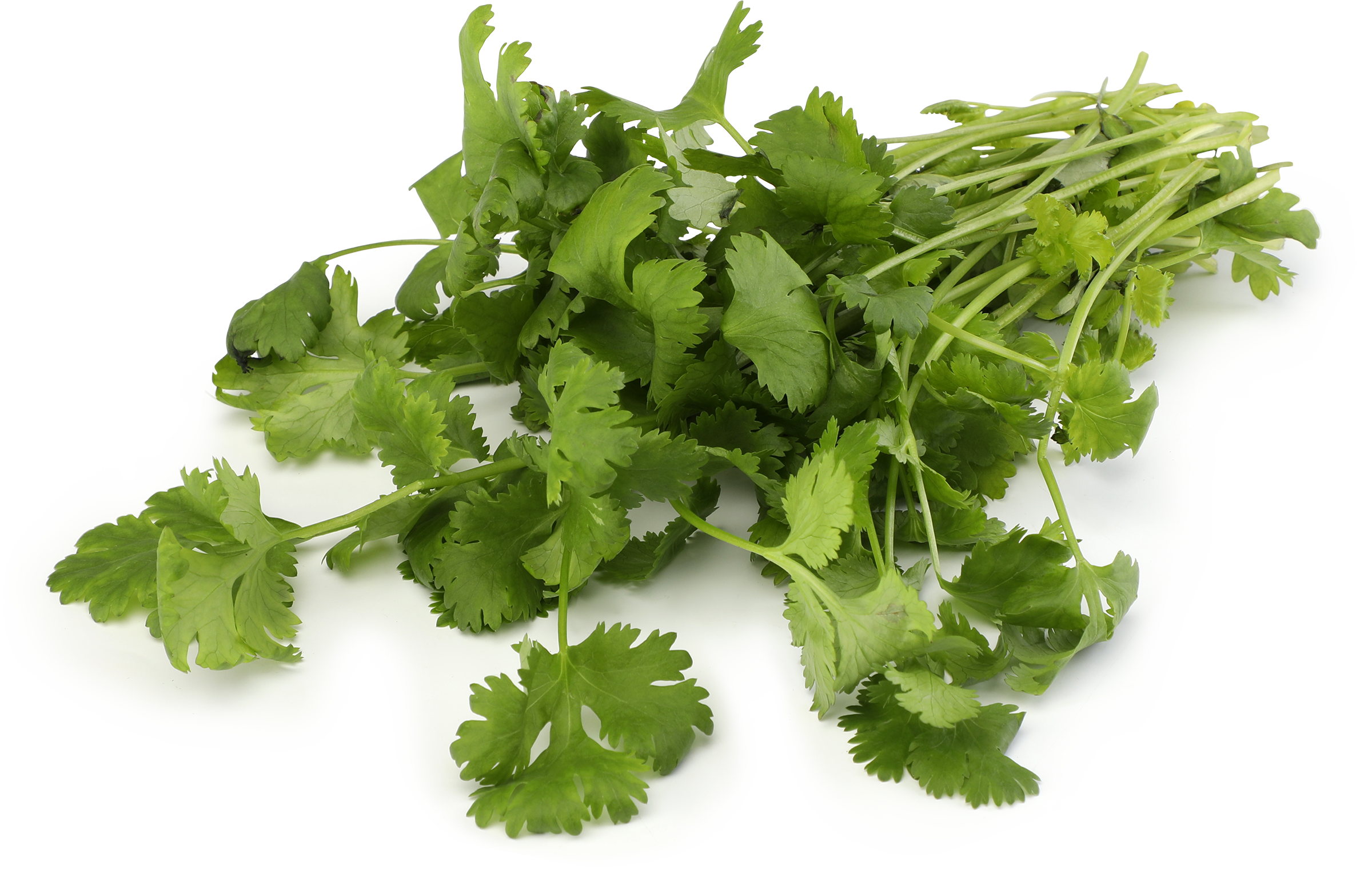 Изображение товара Кинза свежая 30г - ароматная зелень для кулинарных блюд