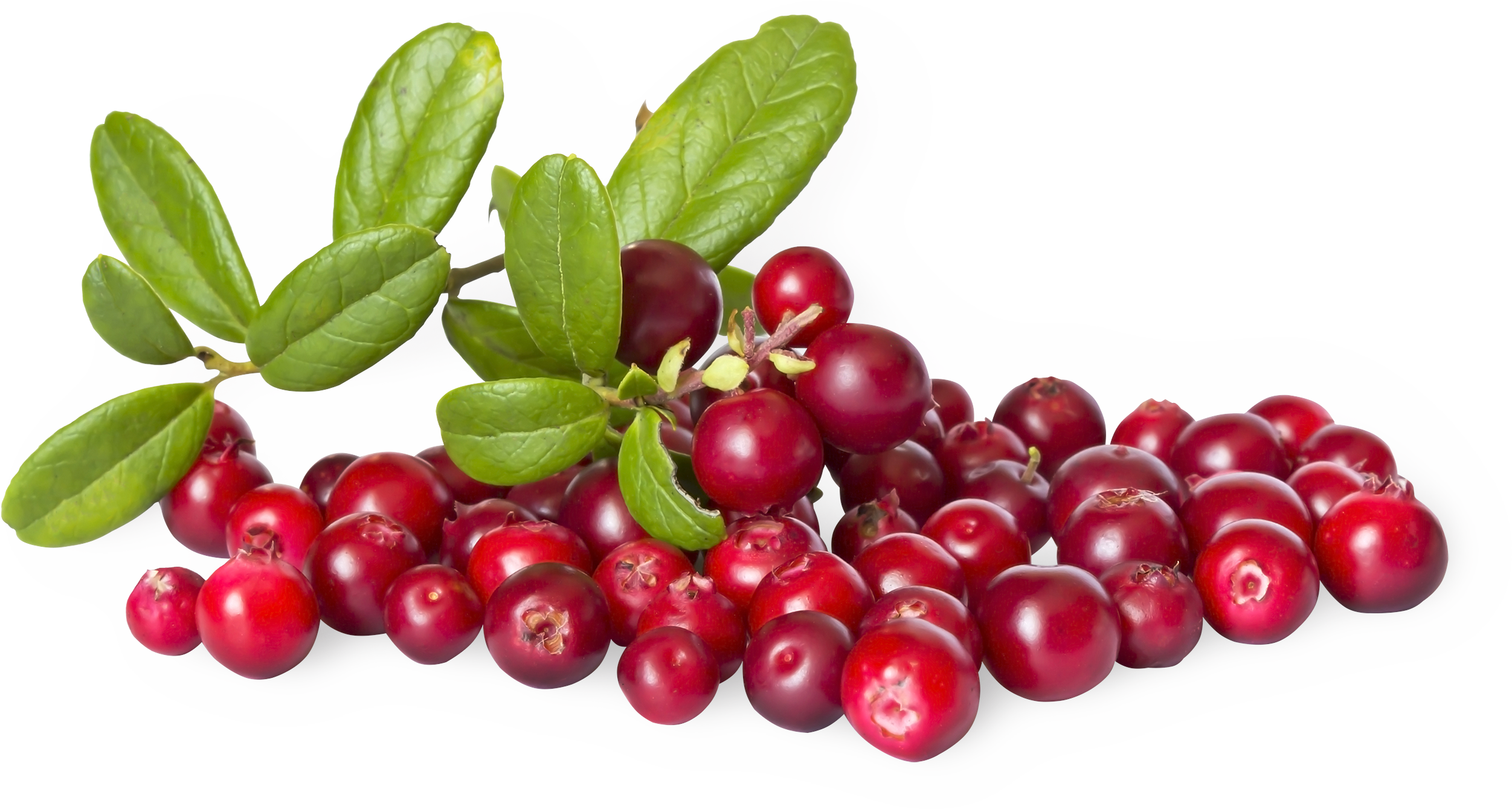 Изображение товара Брусника дикорастущая свежая, 125г