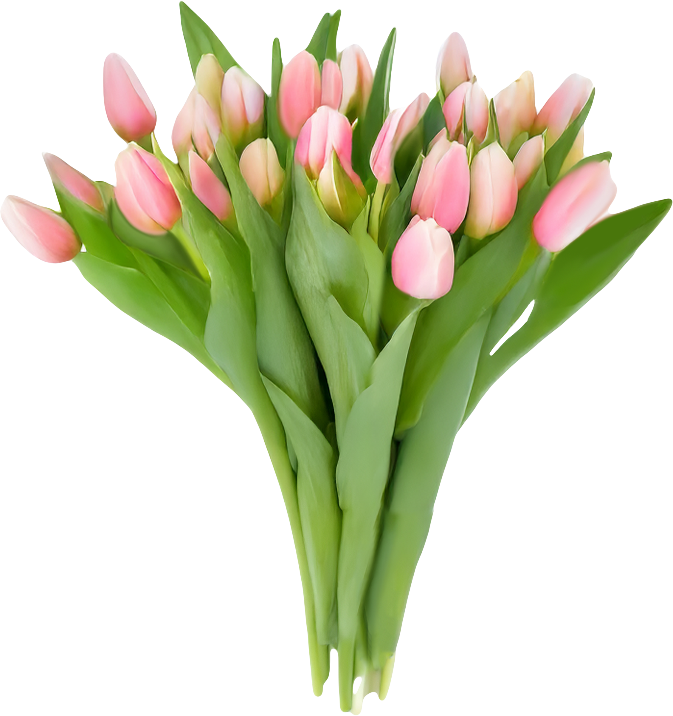 Изображение товара Монобукет Тюльпан, 25шт