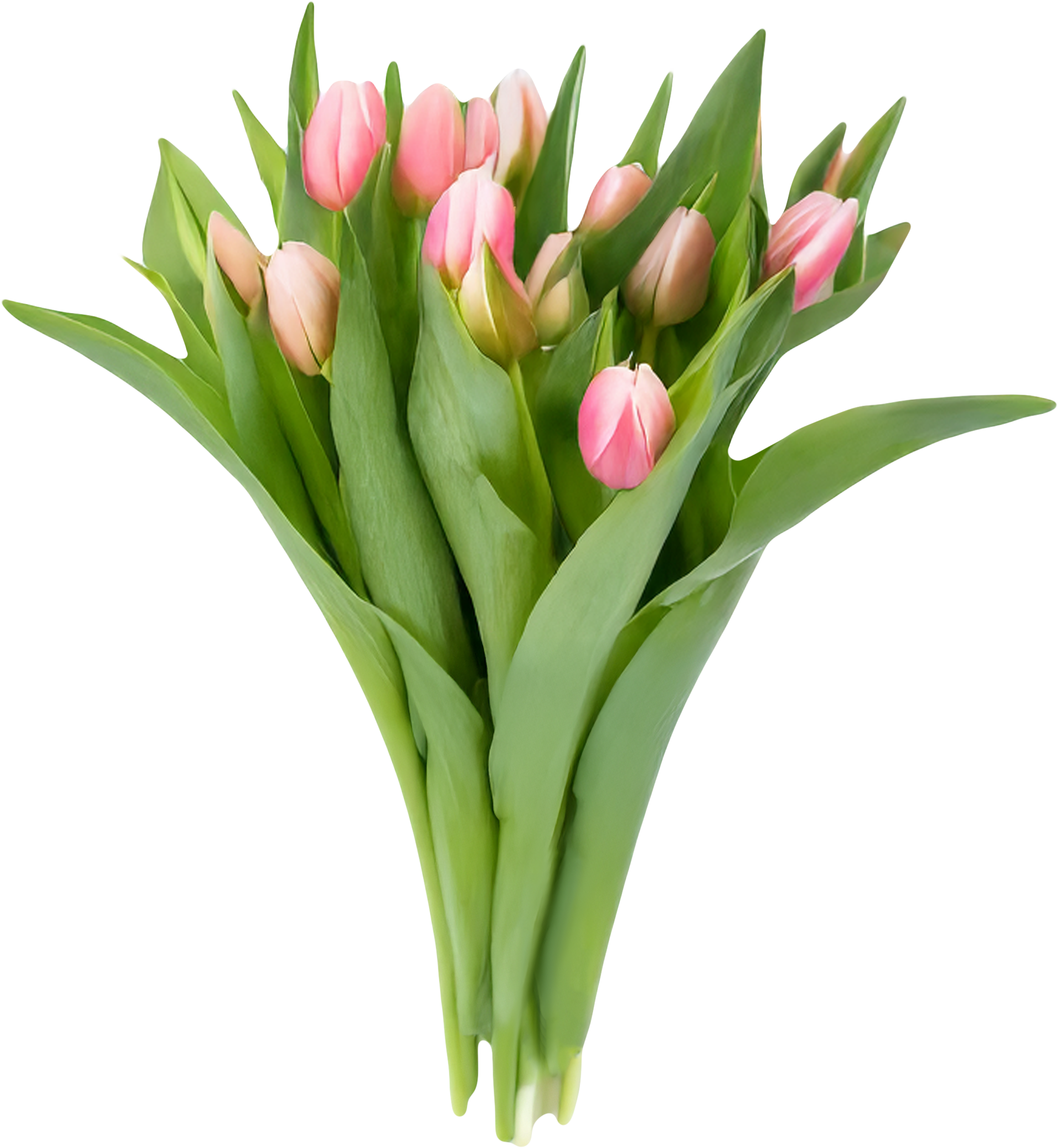 Изображение товара Монобукет Тюльпан 11шт - свежий весенний букет для подарка и декора