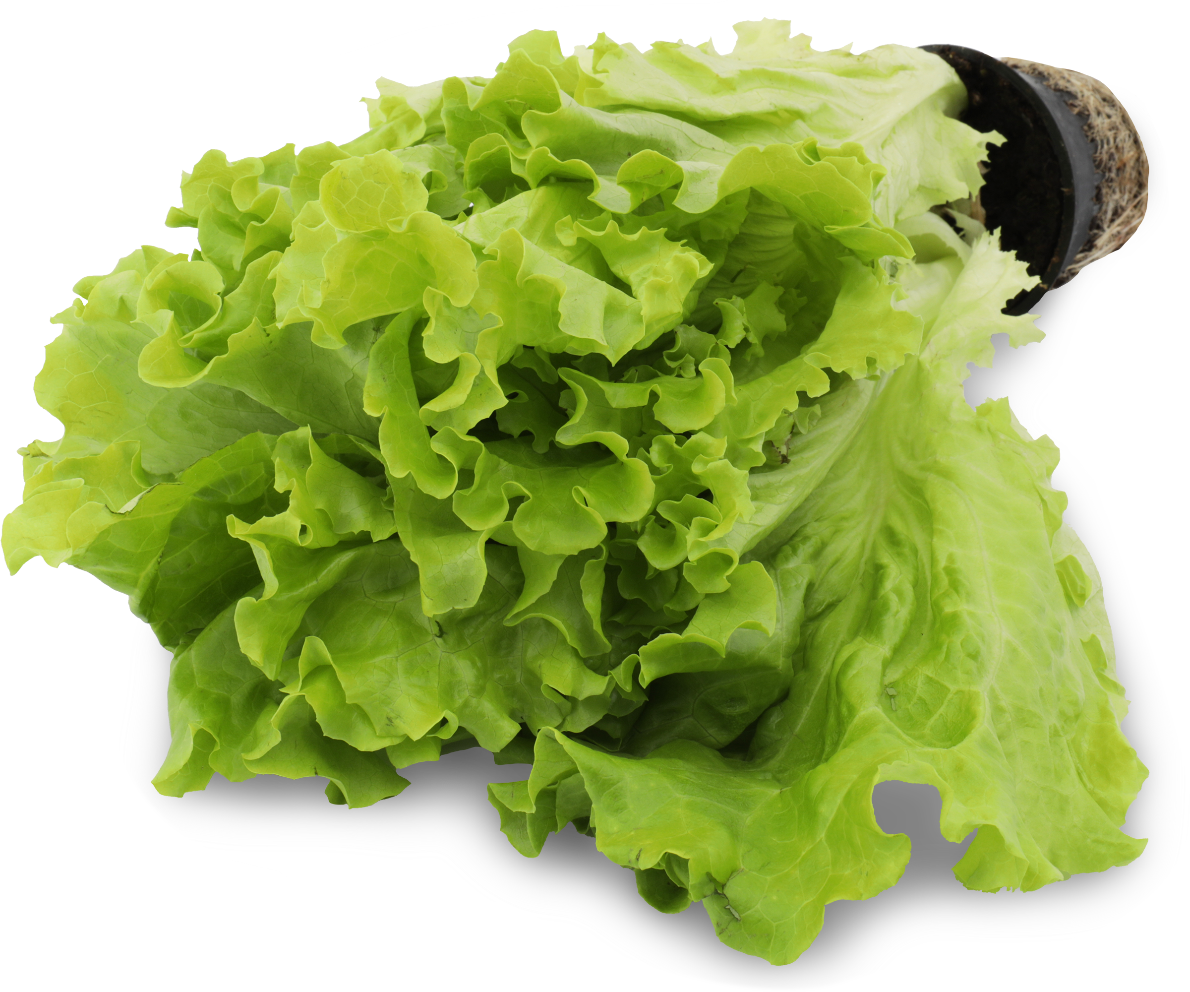 Изображение товара Свежий листовой салат в горшочке 305012 яркий вкус и насыщенность