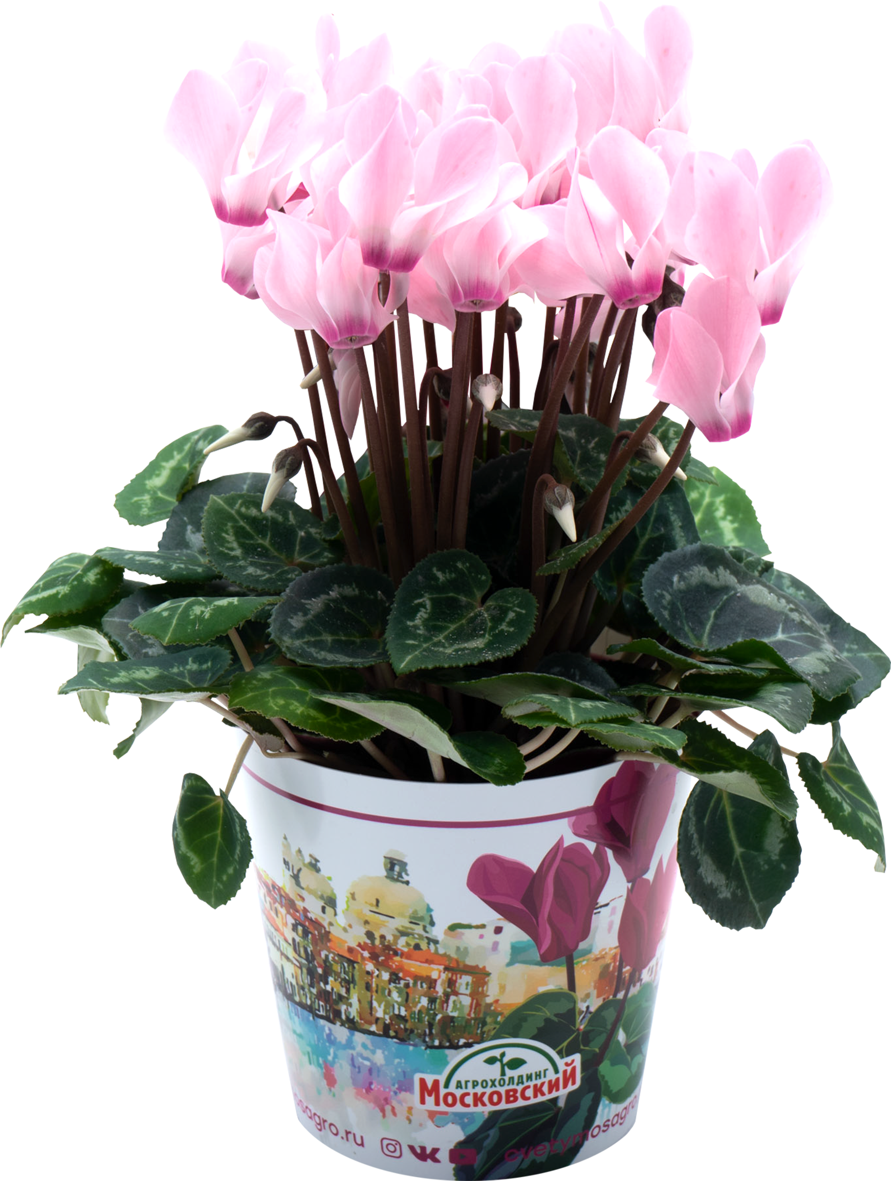 Изображение товара Растение в горшке Цикламен d=11см яркое и неприхотливое для дома