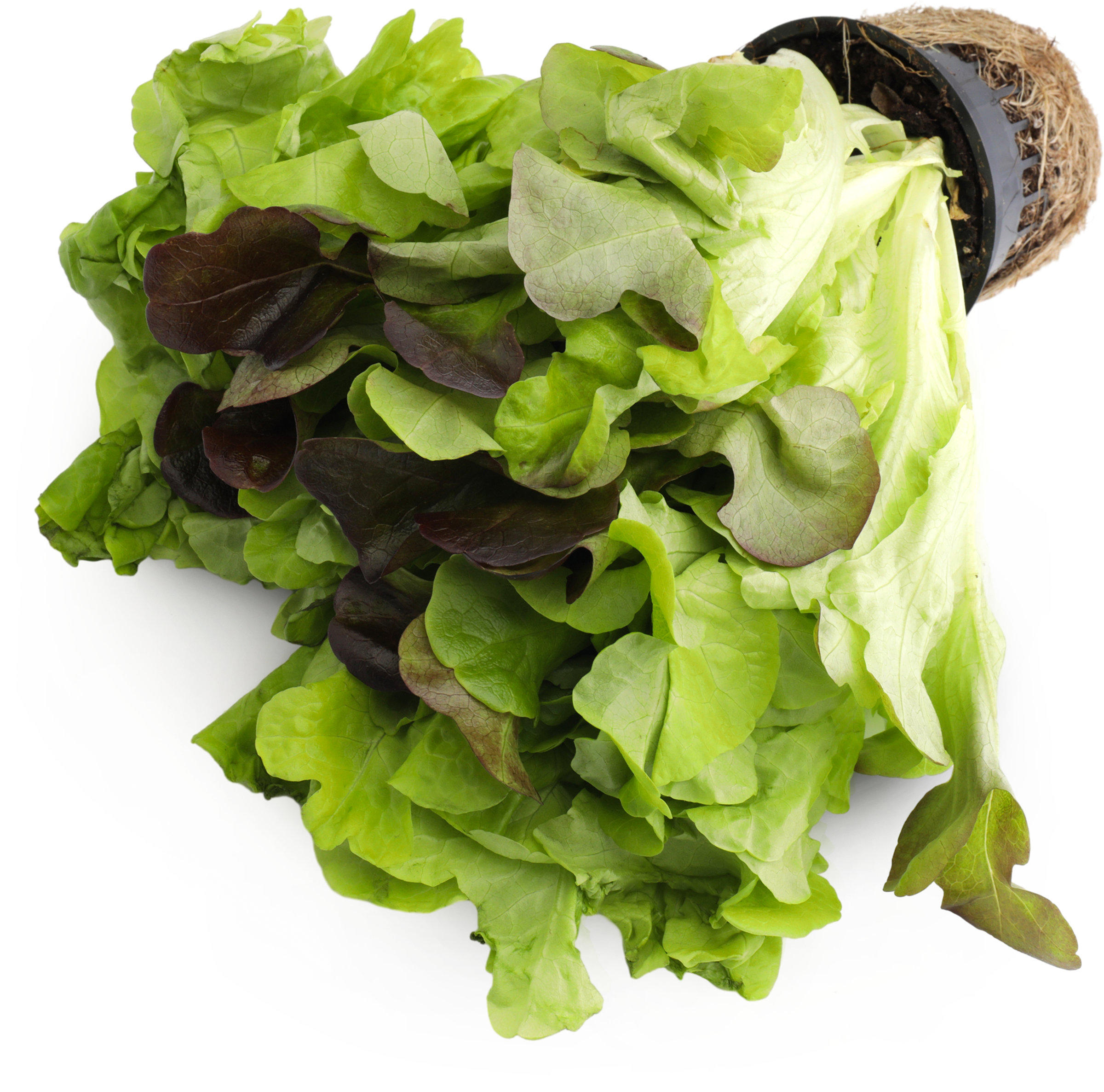 Изображение товара Салат Дуэт свежий листовой для салатов и сэндвичей