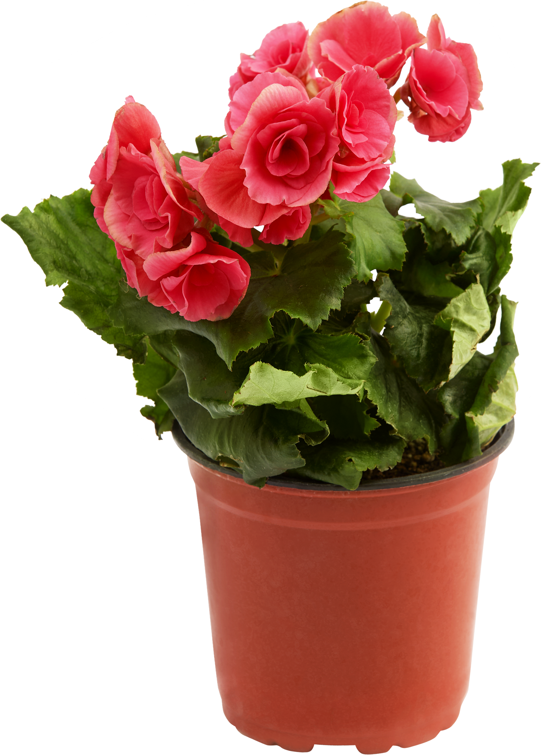 Изображение товара Комнатное растение Бегония d=13см для вашего интерьера