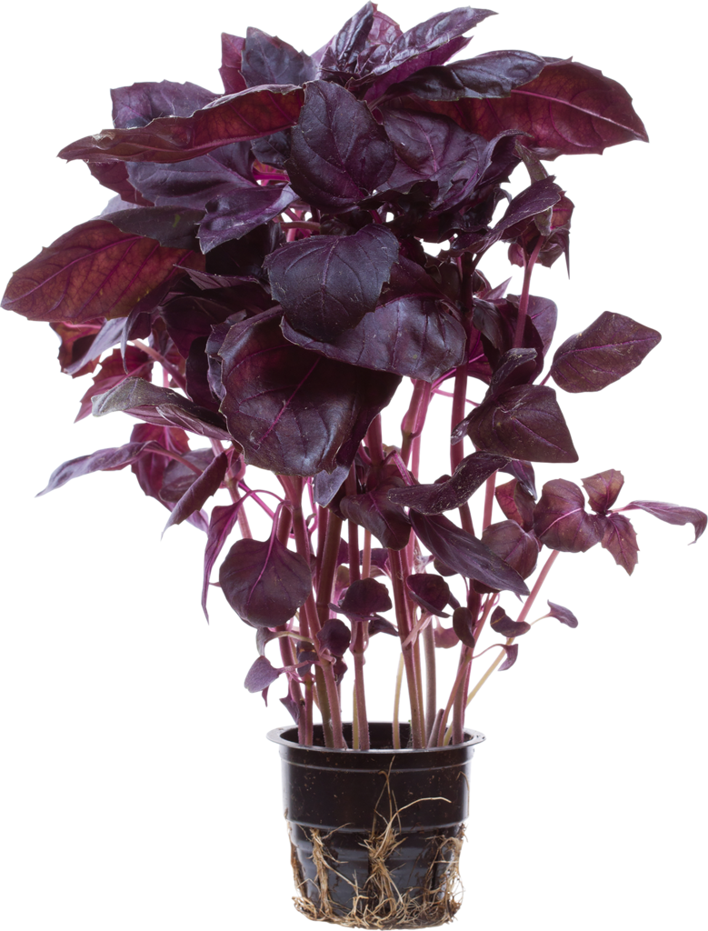 Изображение товара Свежий базилик в горшочке - ароматная зелень для кухни