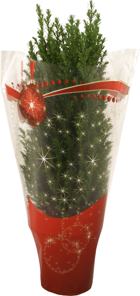 Изображение товара Растение в горшке Кипарисовик Элвуди 9см неприхотливый декоративный хвойный