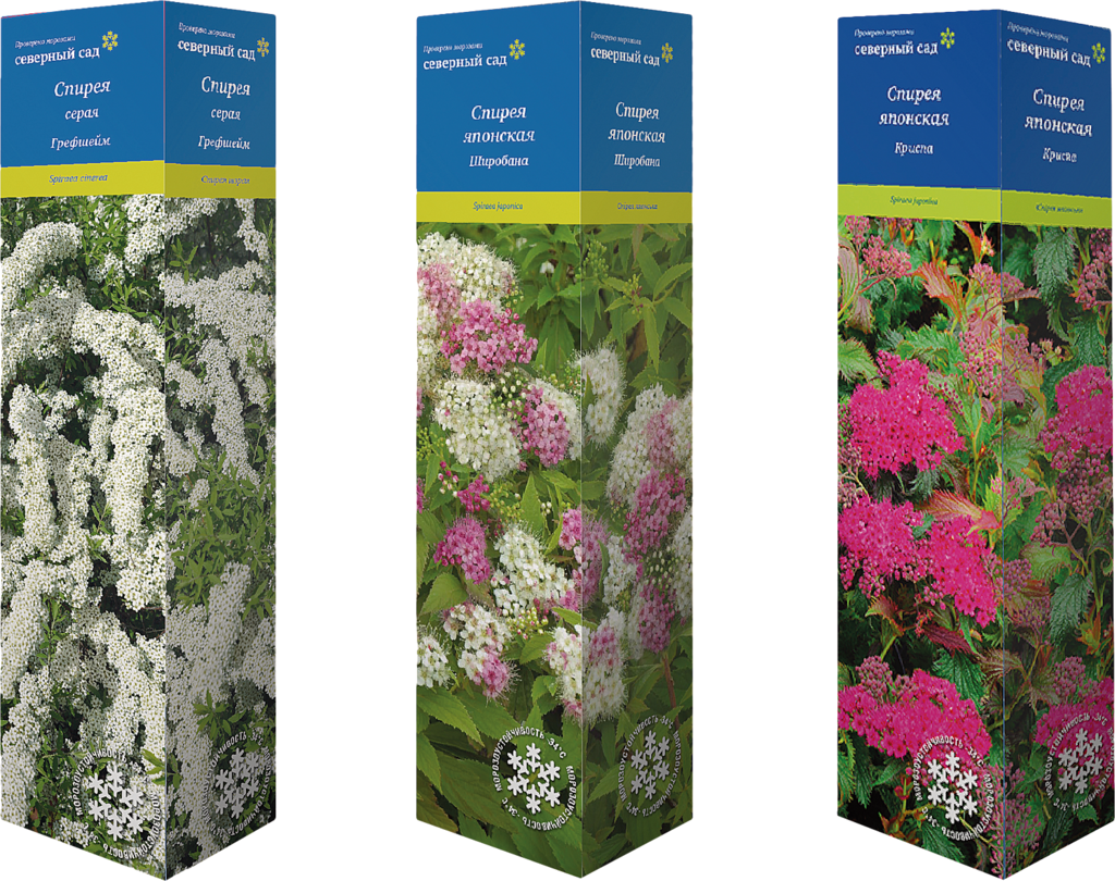 Изображение товара Саженец ПОИСК Спирея, в ассортименте