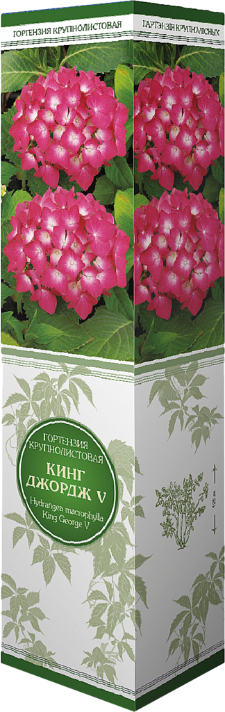 Изображение товара Саженец ПОИСК Гортензия, в ассортименте - декоративное растение