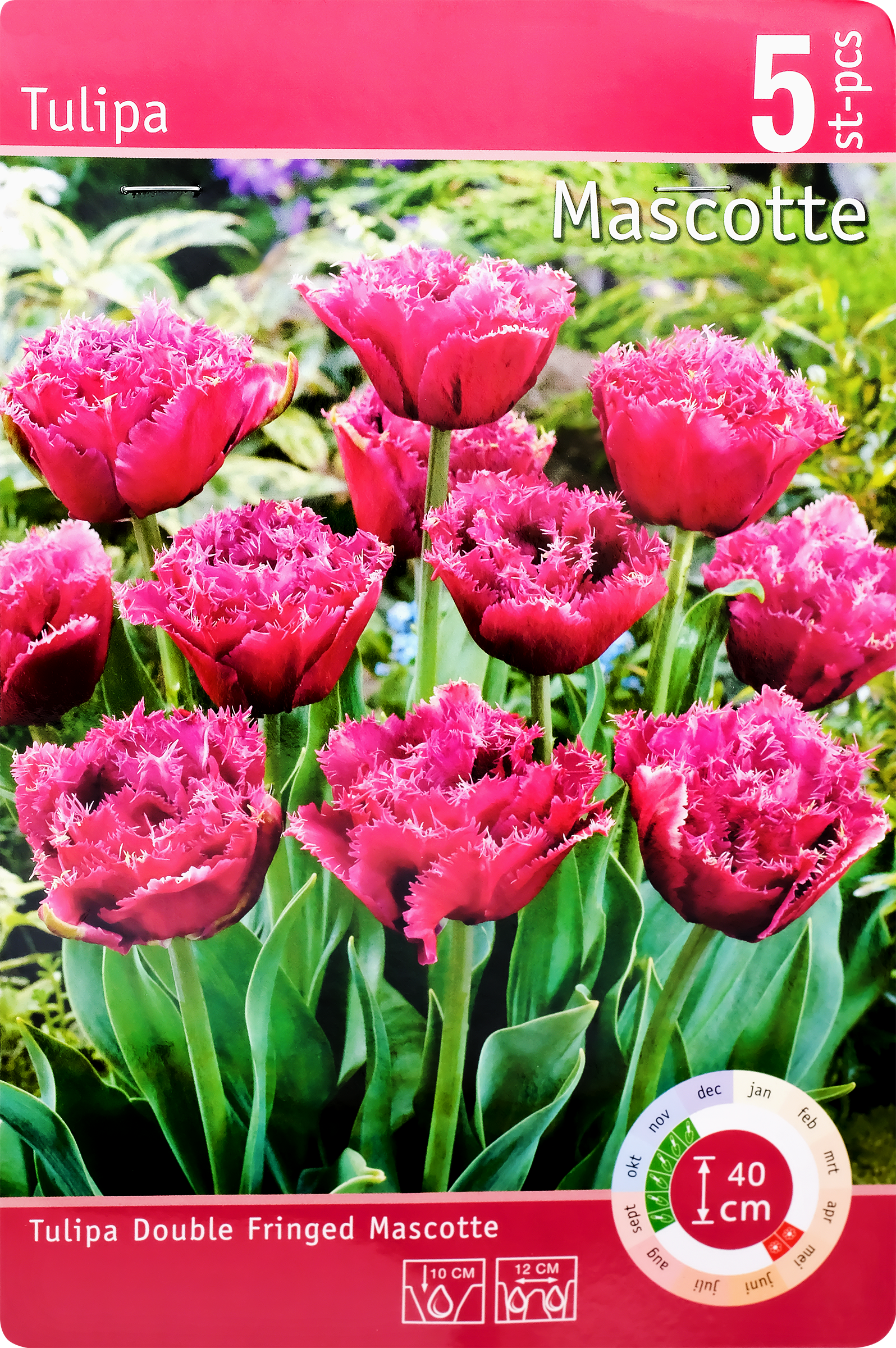 Изображение товара Луковицы тюльпанов Маскотт махровый бахромчатый 11/12, 5 шт. Германия