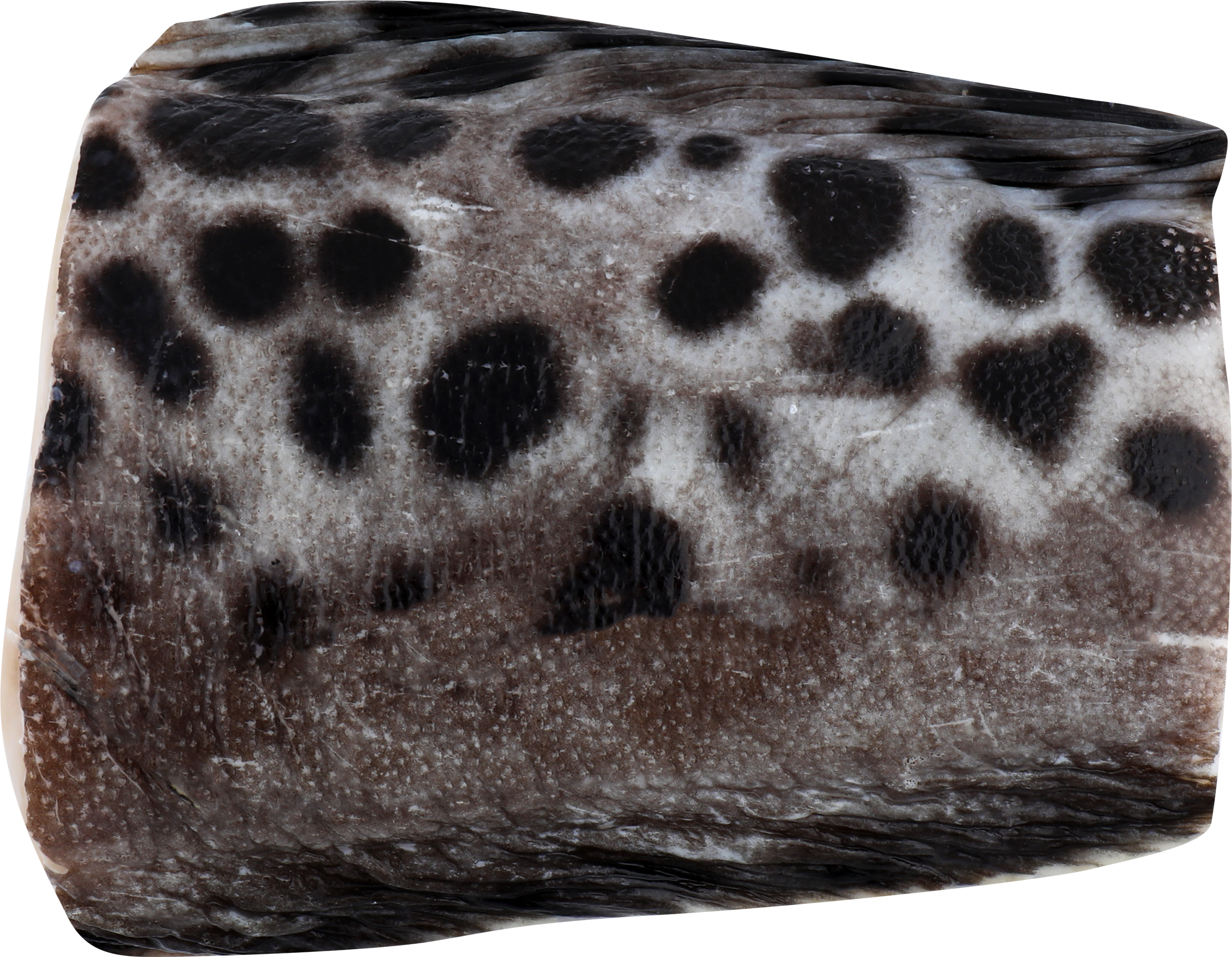 Изображение товара Зубатка пестрая кусок- весовой морепродукт для диетического и рецептурного питания