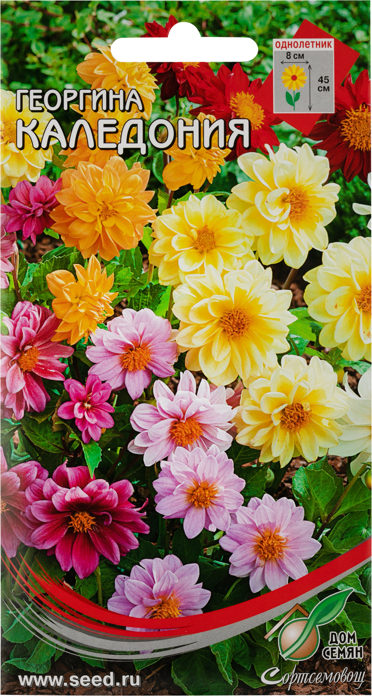 Изображение товара Семена ДОМ СЕМЯН Георгина Каледония, смесь, 0,12г