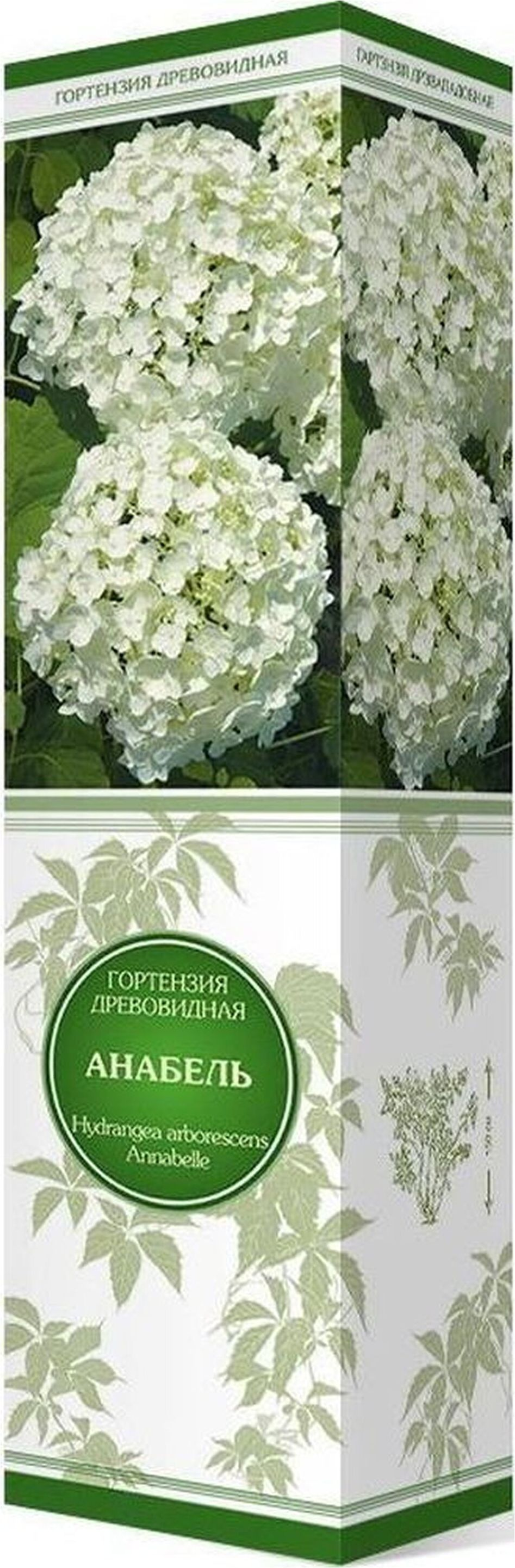 Изображение товара Гортензия древовидная ПОИСК - саженец 120-150 см, кремово-белые соцветия