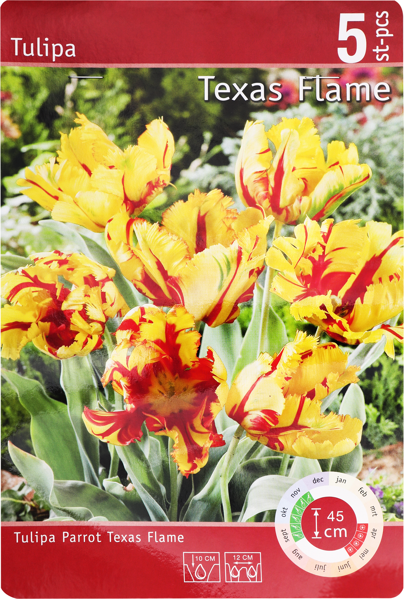 Изображение товара Луковицы Тюльпан попугайный Тексас Флейм 11/12, Арт. 153, 5шт