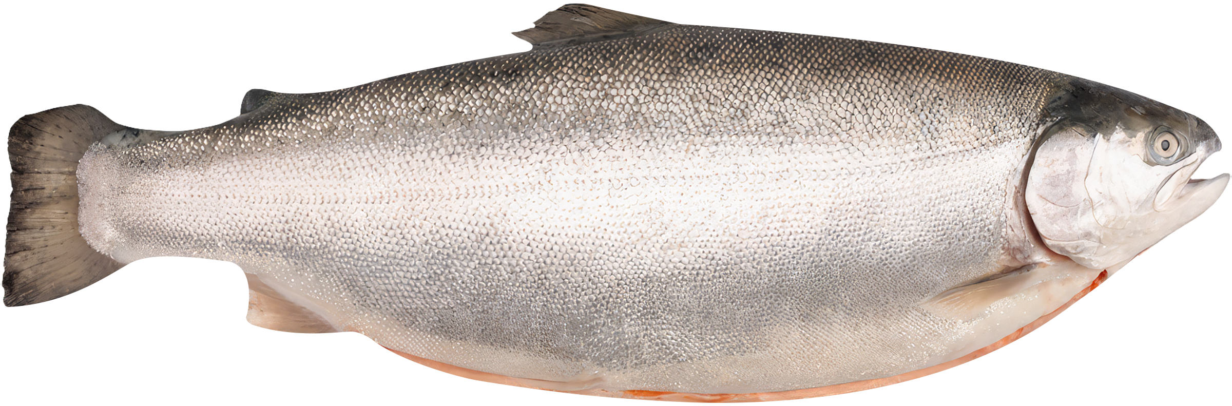 Изображение товара Форель морская INARCTICA потрошеная с головой 3 8 кг, охлажденная