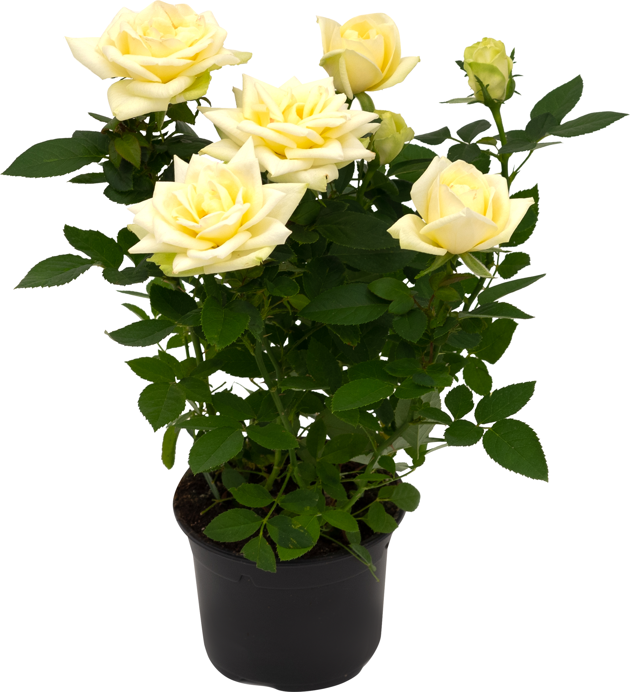 Изображение товара Комнатное растение Роза Кордана d=10 - нежная и красивая