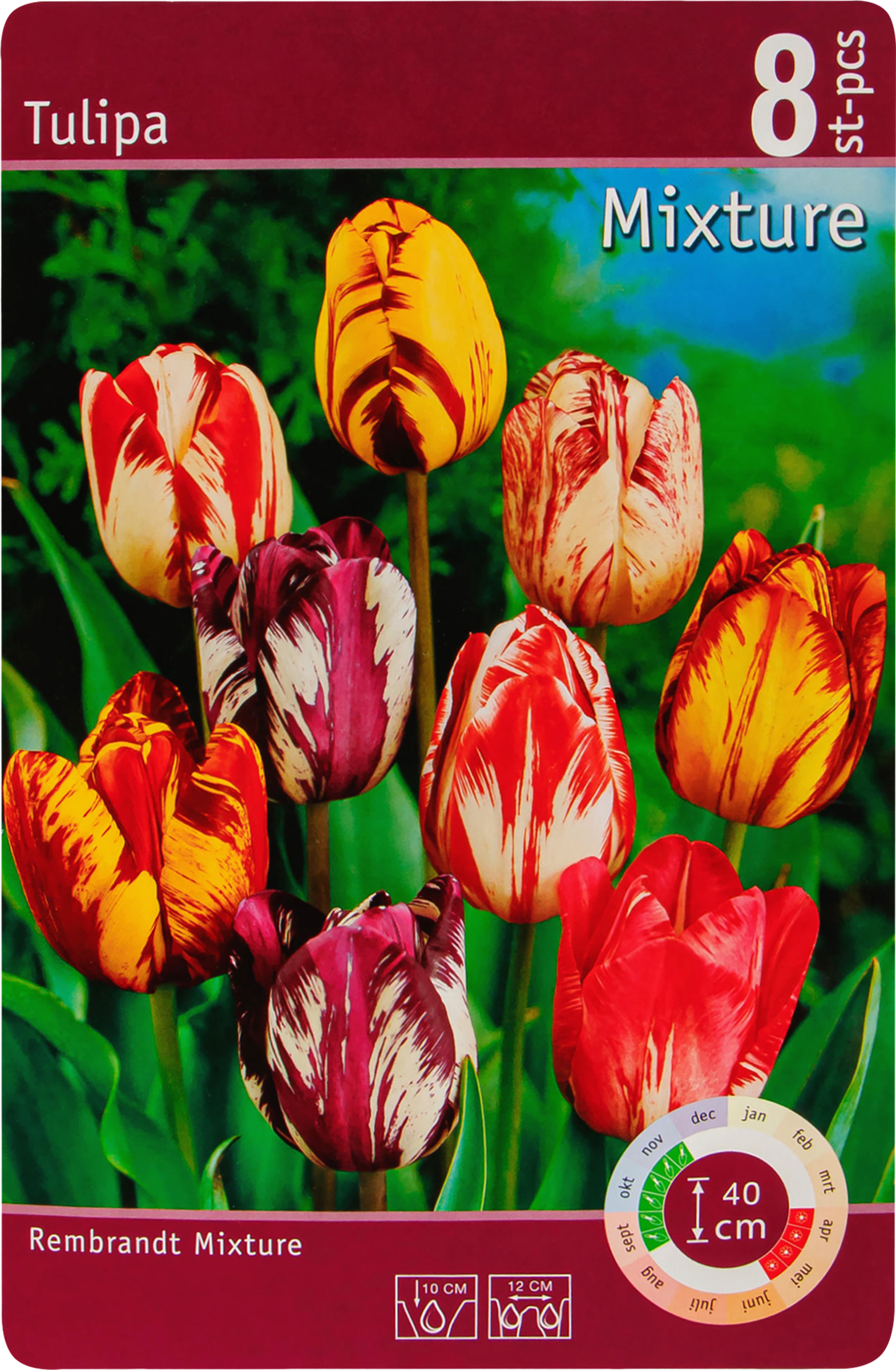Изображение товара Набор луковиц Тюльпан Феерия 10/11 микс 8 штук Германия