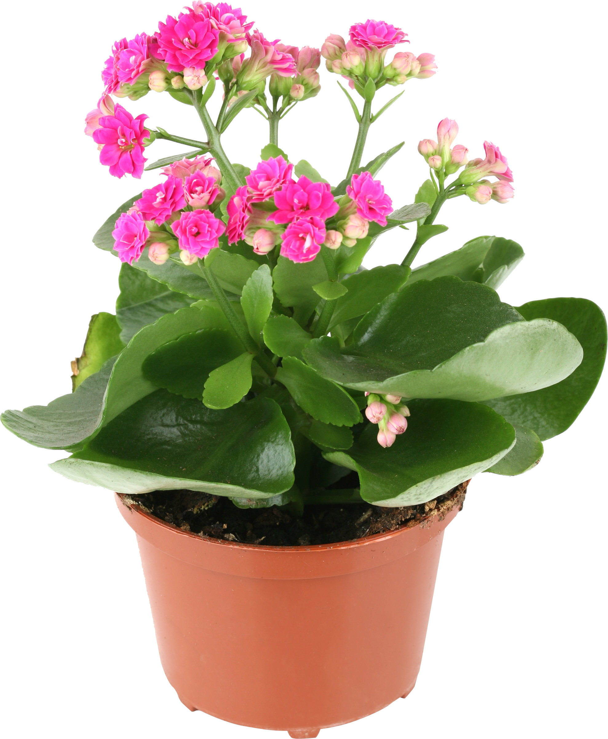 Изображение товара Растение в горшке Каланхоэ d=10,5см высота 22,5см, комнатное суккулентное растение