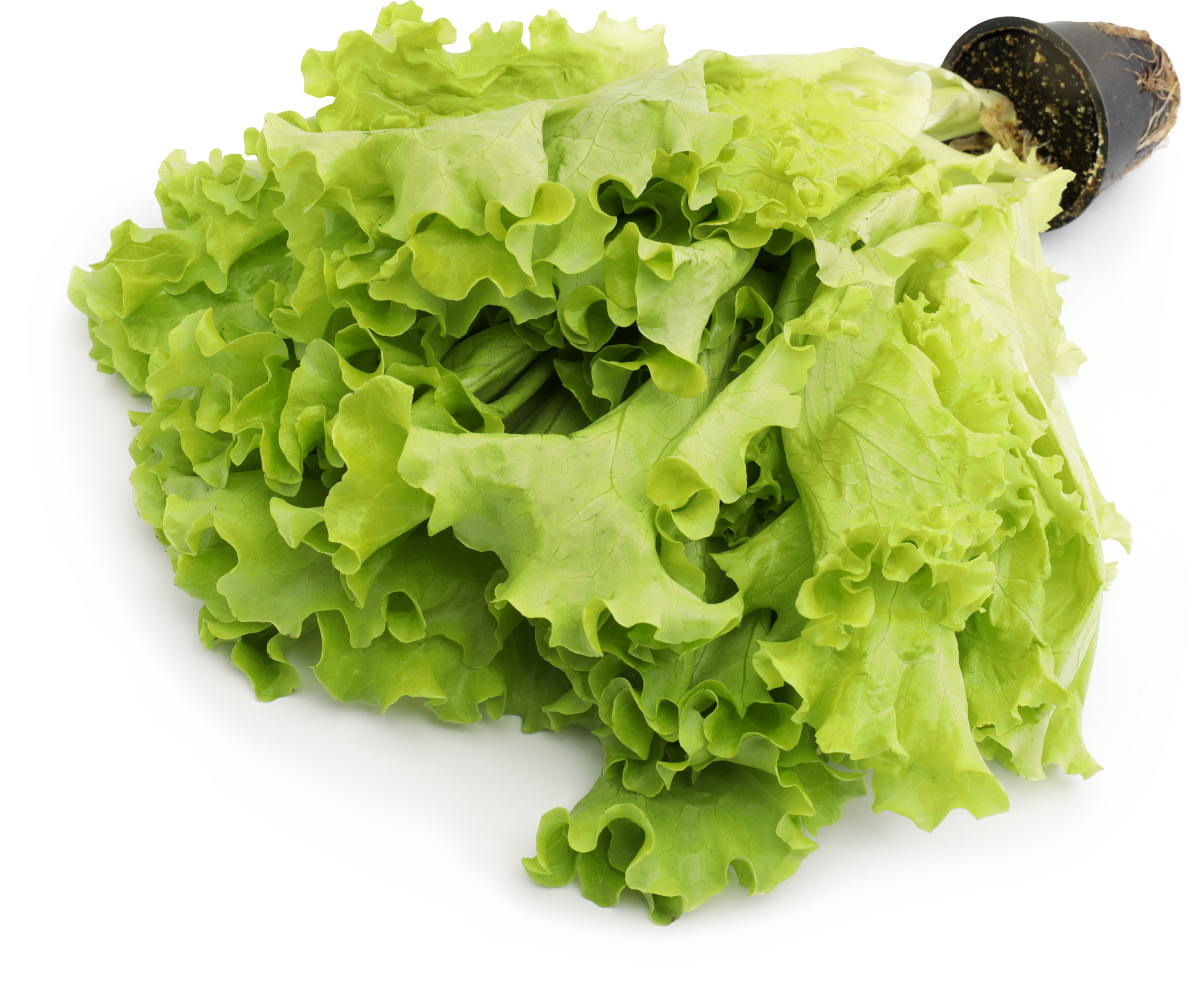 Изображение товара Салат листовой Премиум - свежий и нежный салат для ваших блюд