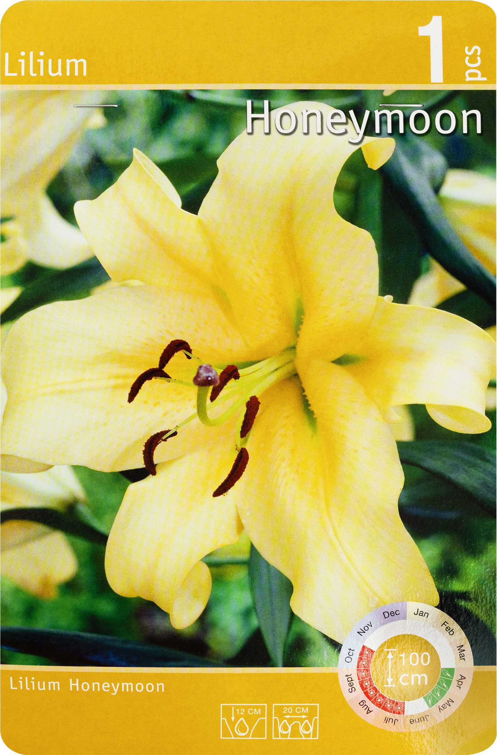 Изображение товара Луковица Лилия Ханимун 16/18, Арт. 92/RKG.201.LEL.002.STD