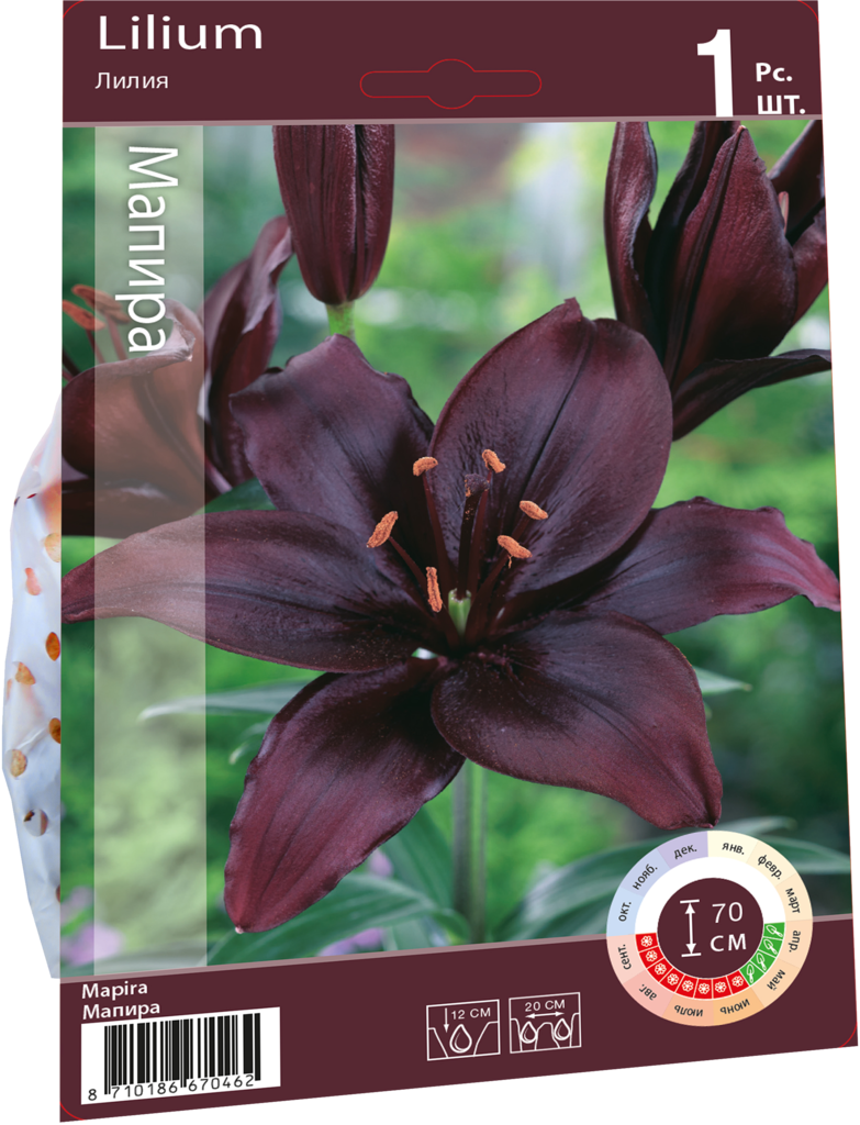 Изображение товара Луковица Лилия Мапира 16/18, Арт. 93