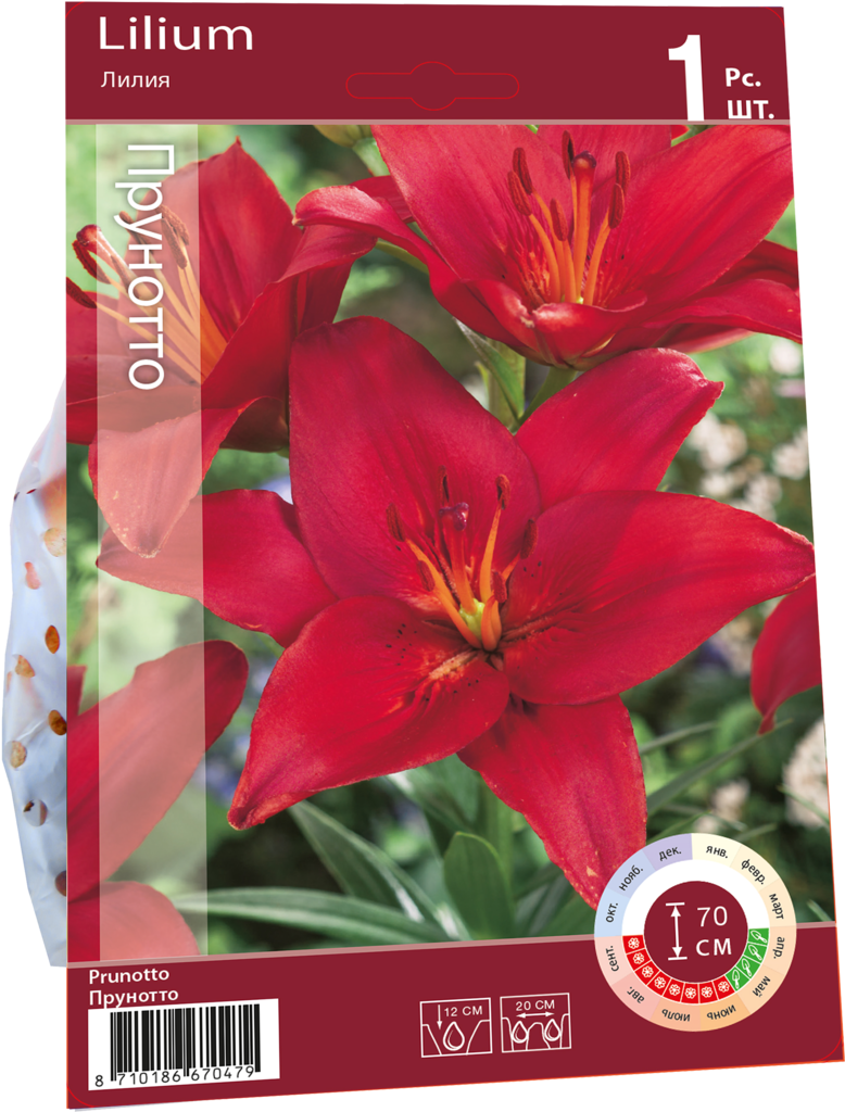 Изображение товара Луковица Лилия Прунотто 16/18, Арт. 95