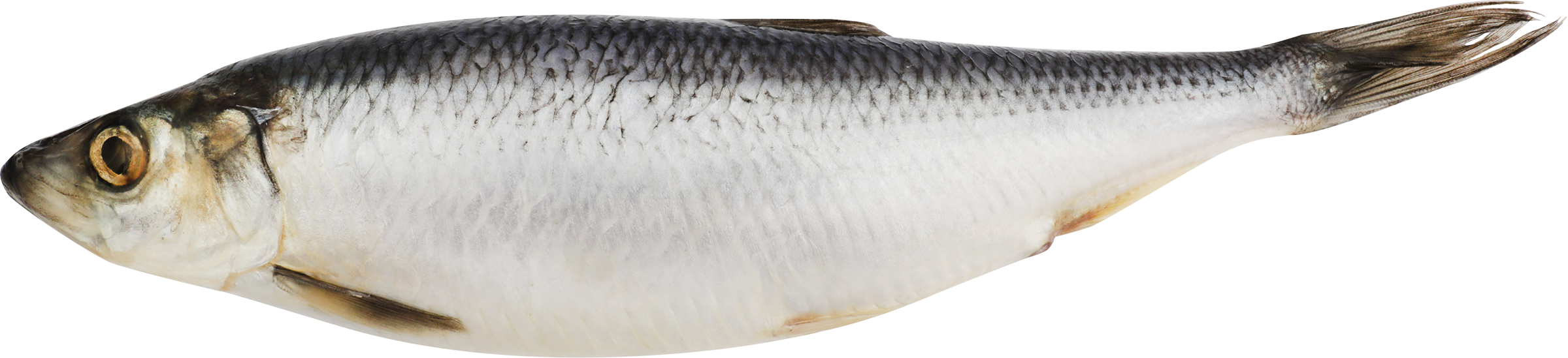 Изображение товара Сельдь Атлантическая слабосоленая ОКЕАН 400г+ натуральный деликатес