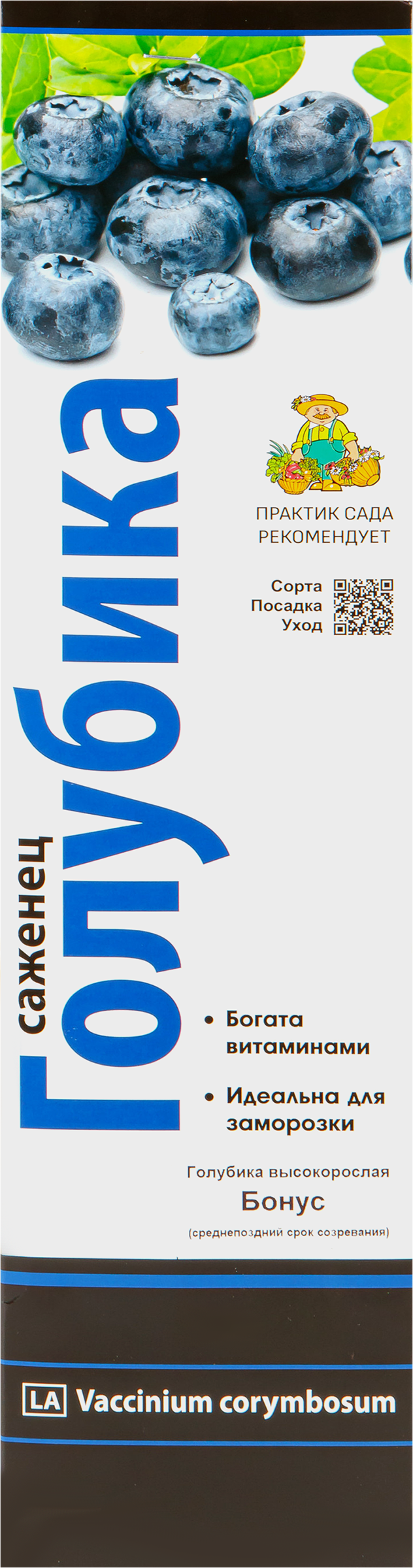 Изображение товара Саженец ПОИСК Голубика высокорослая, в ассортименте
