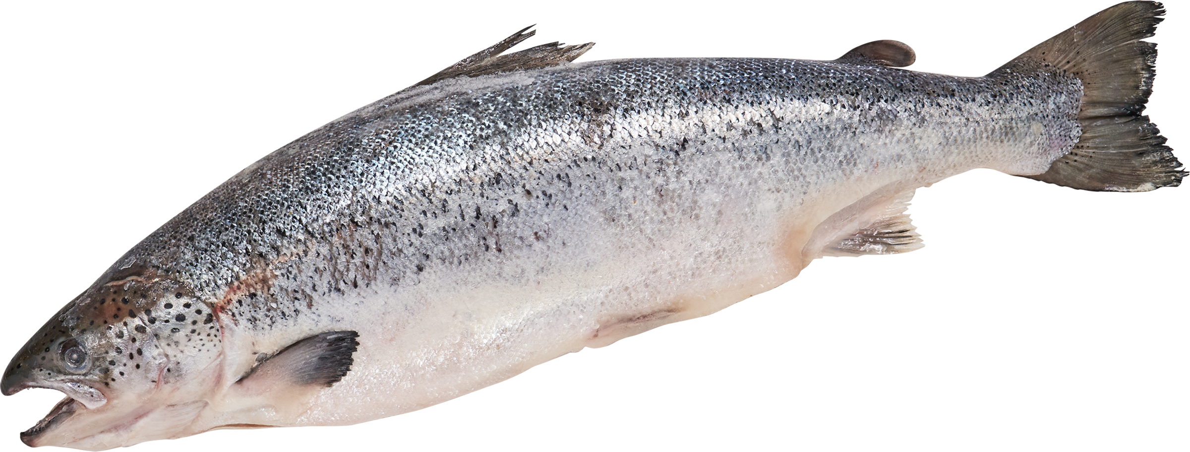 Изображение товара Лосось 1-3кг замороженный, весовой - качественный морепродукт для приготовления блюд