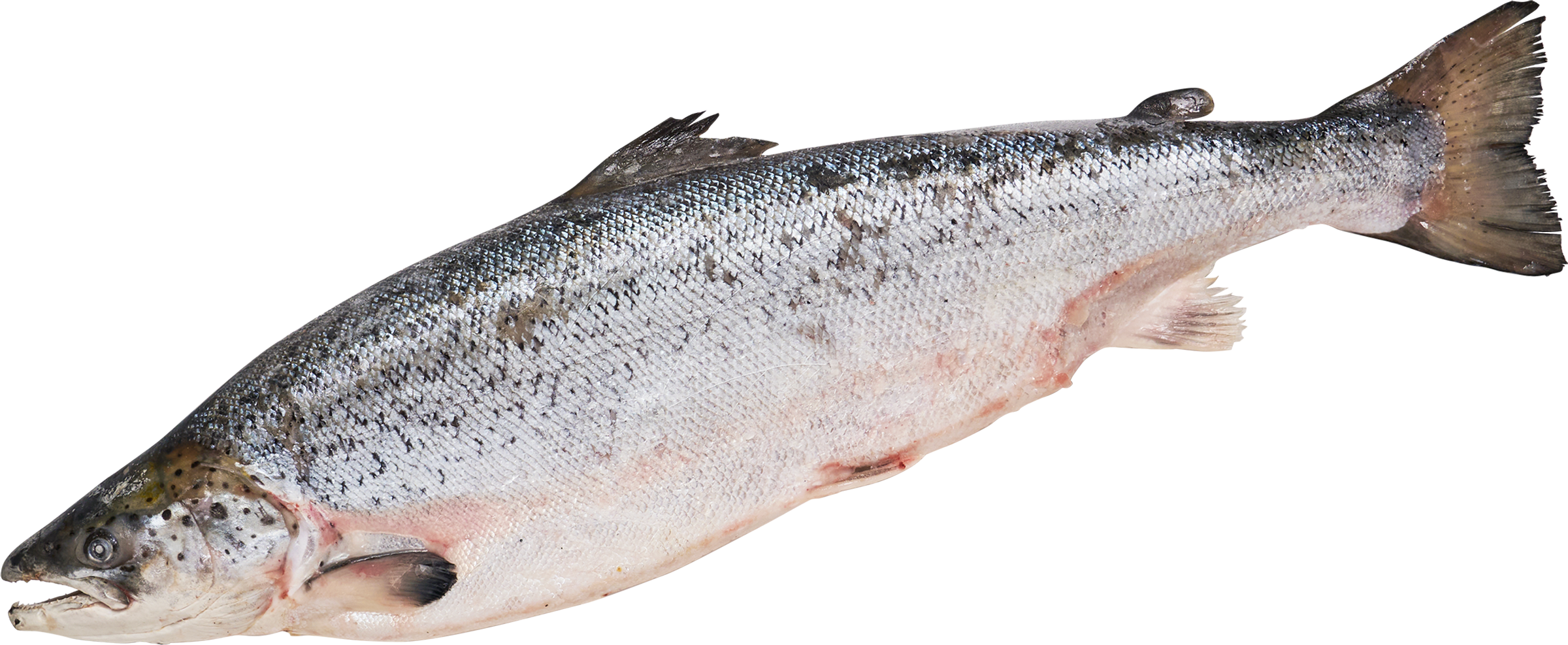 Изображение товара Замороженный лосось 3-5 кг, весовой, тушка, АО "Русская рыбная компания"