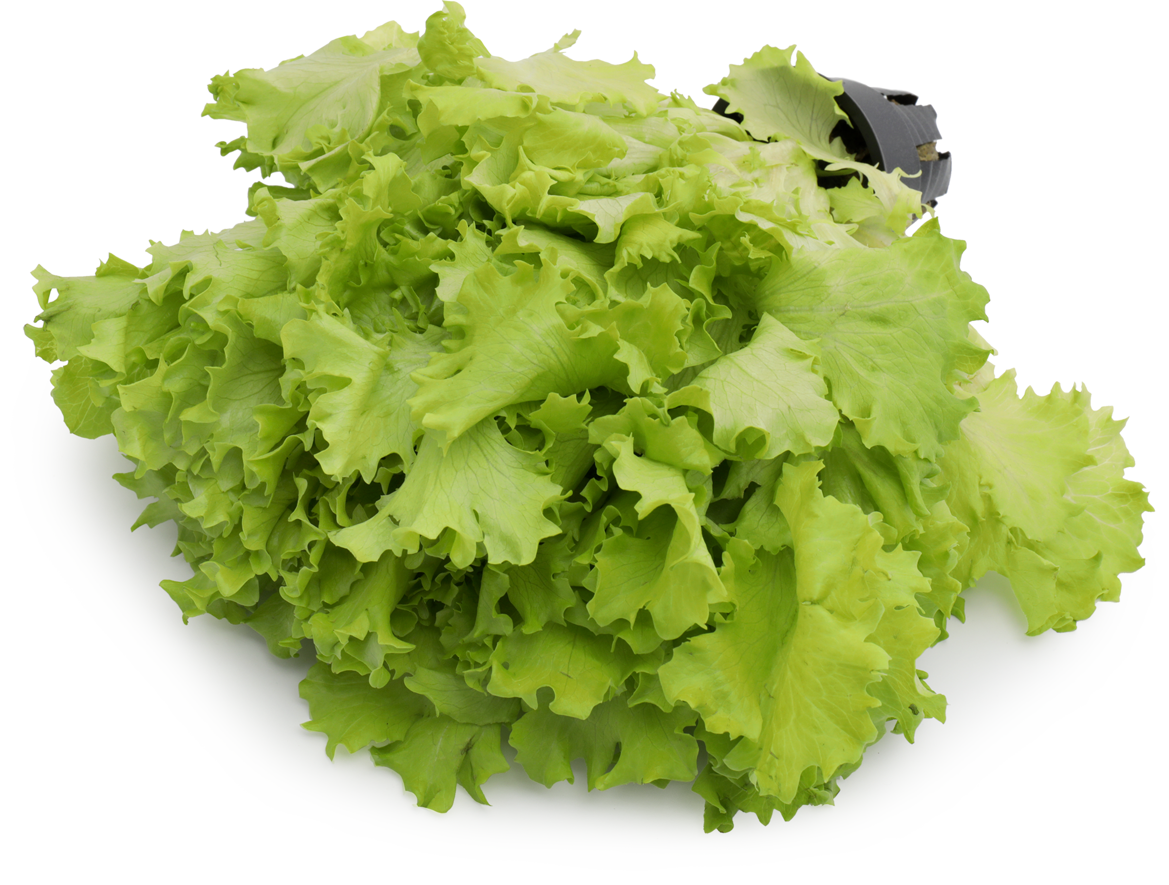 Изображение товара Салат Саланова кудрявый в горшочке 1-й сорт свежая зелень