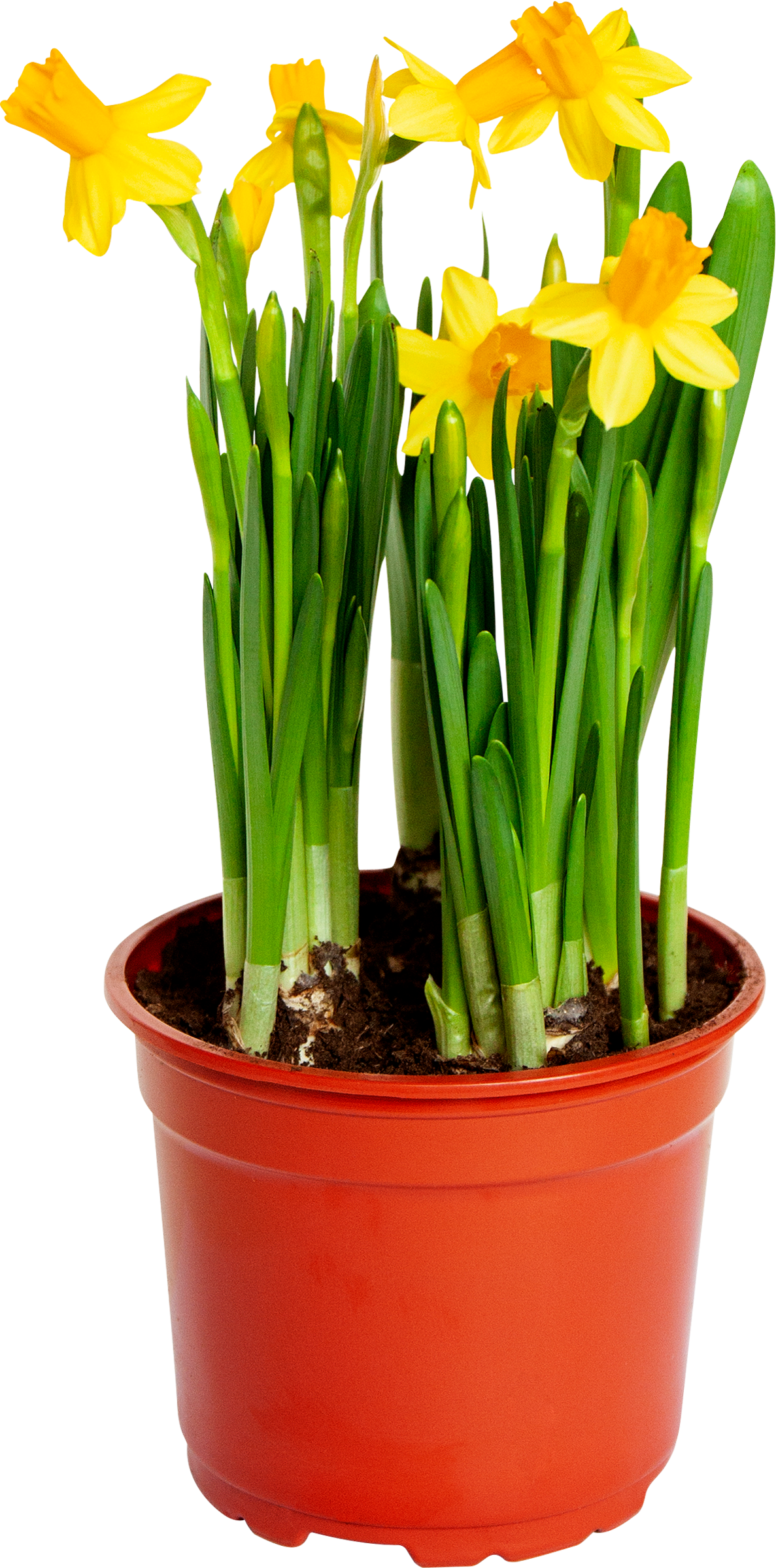 Изображение товара Растение в горшке Нарцисс 5 луковиц d=12см, яркий весенний цветок