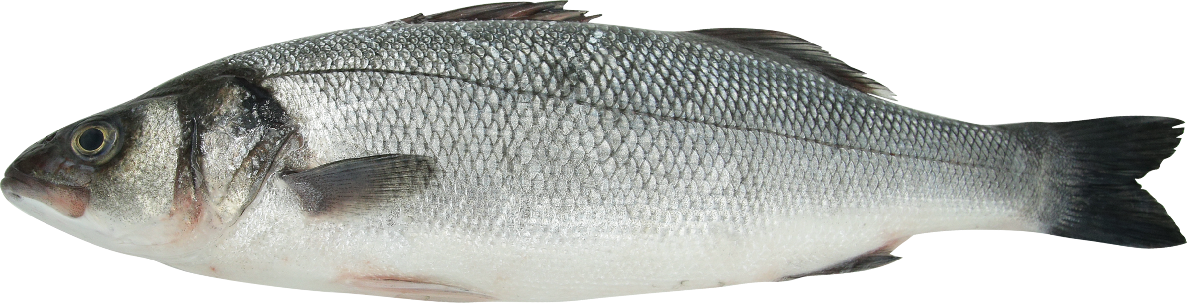 Изображение товара Сибас 600-800г свежий рыбий продукт Турция, полуфабрикат, охлажденный