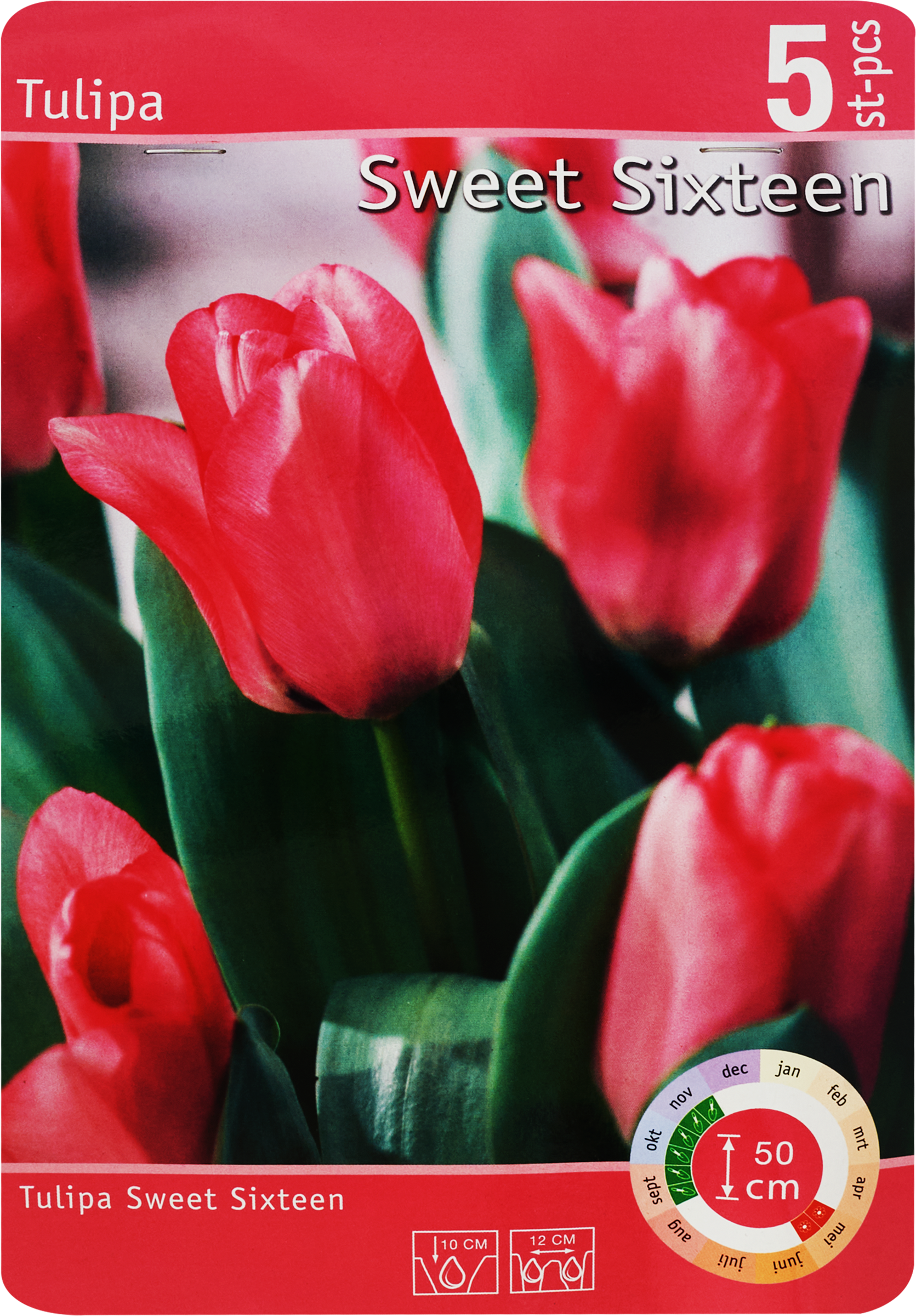 Изображение товара Луковицы тюльпан Свит Сикстин 11/12, 5 шт в упаковке, Польша