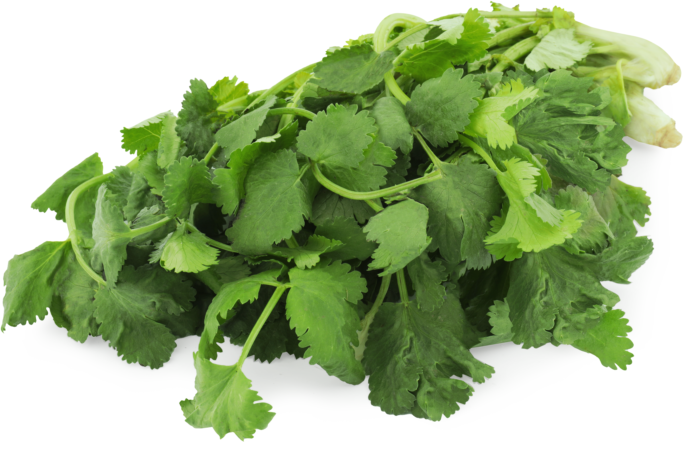 Изображение товара Кинза свежая 100г - ароматная зелень для блюд и салатов