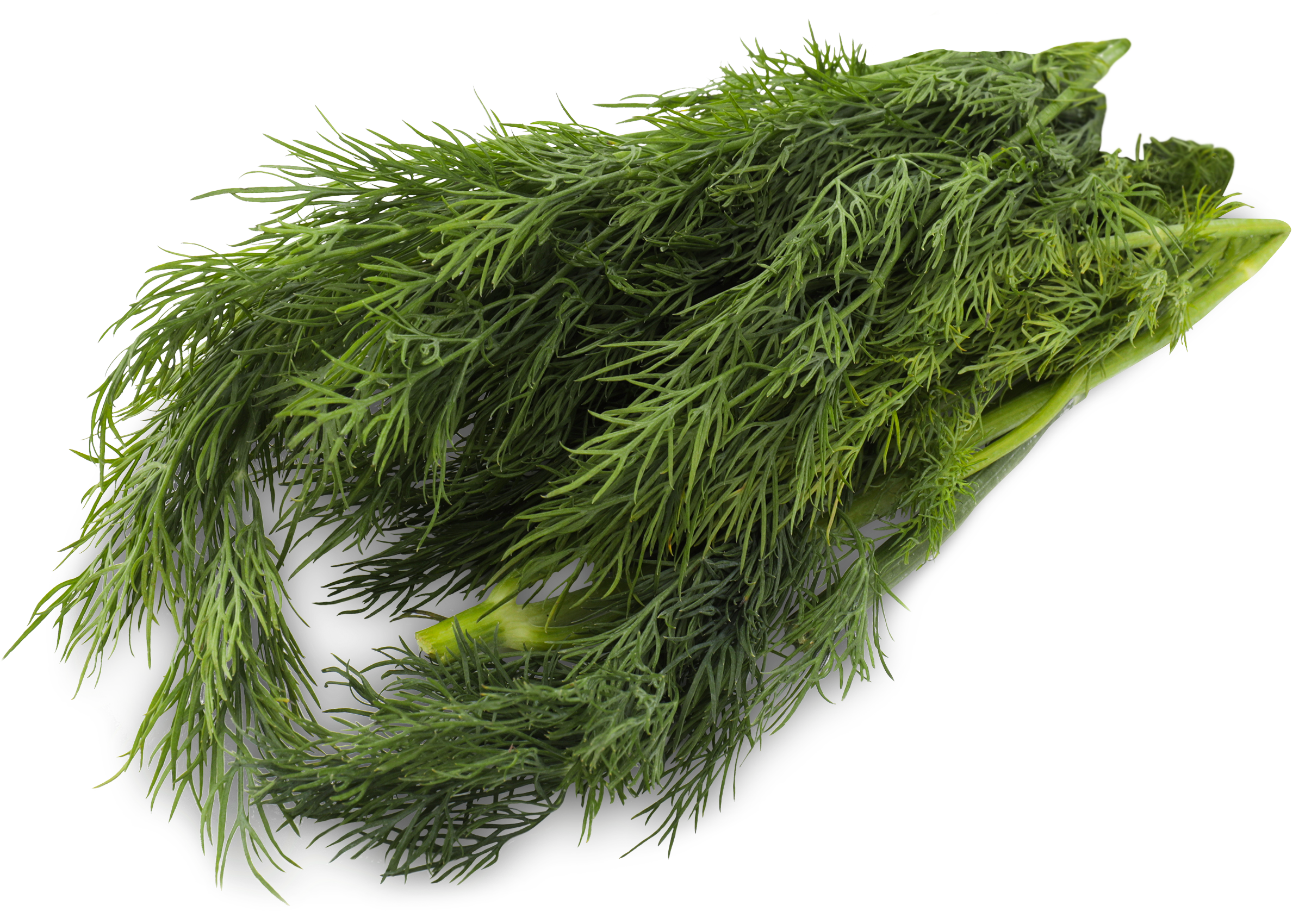 Изображение товара Свежий укроп ЛЕНТА 50г от ЧТМ fantasy brands натуральная зелень