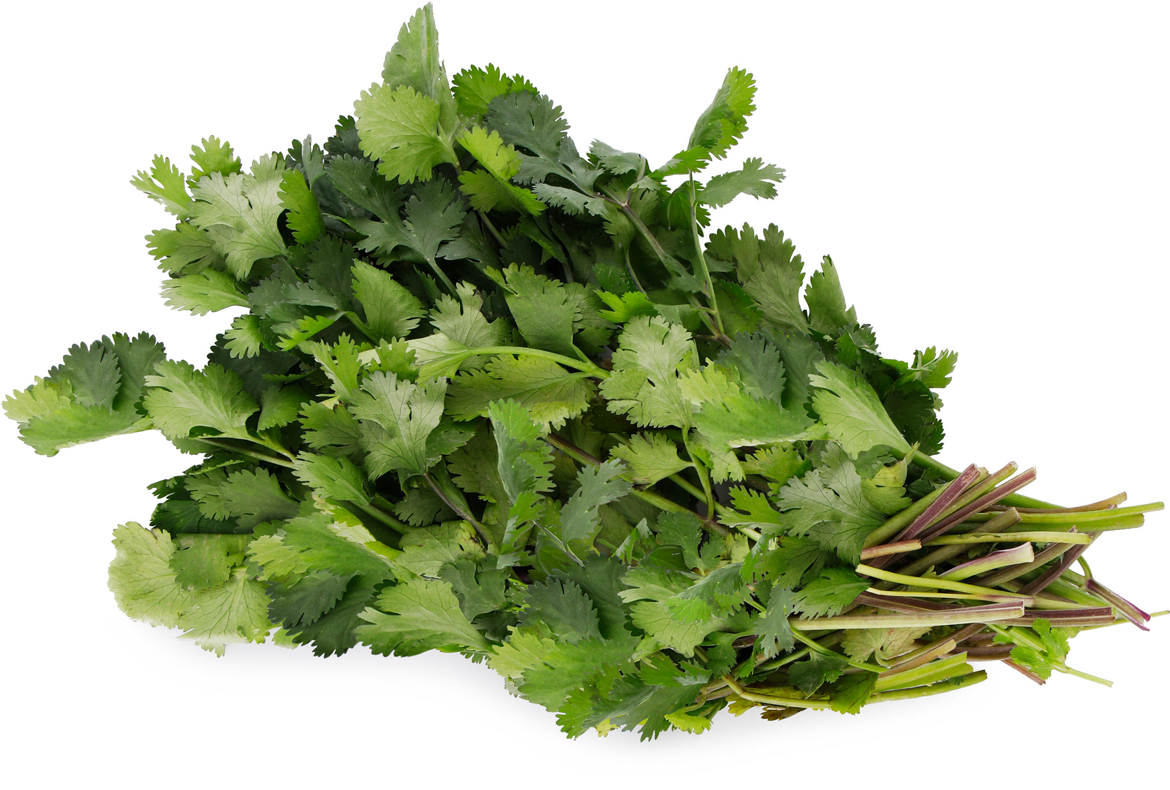 Изображение товара Свежая кинза 50г - натуральная зелень для кухни и салатов