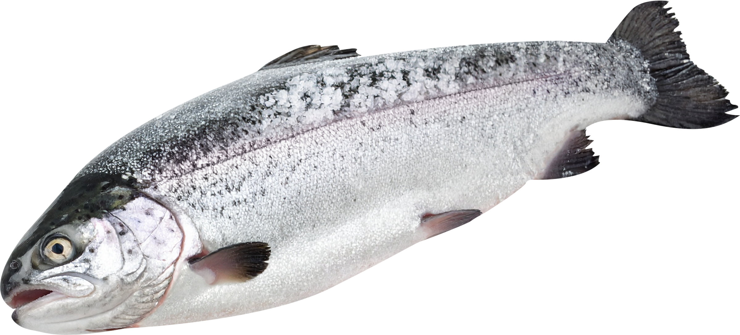 Изображение товара Форель Радужная непотрошеная свежемороженая 500г+ Турция