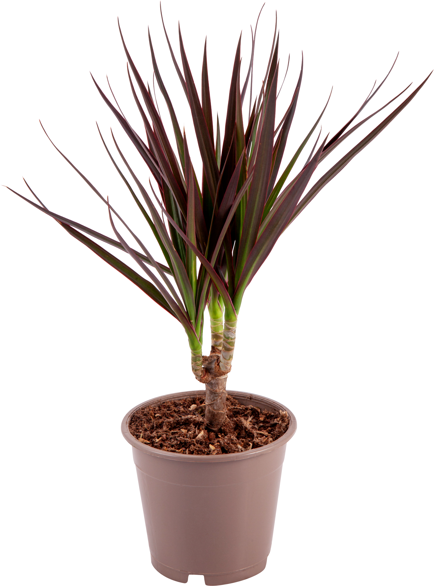 Изображение товара Растение комнатное Драцена Маргината