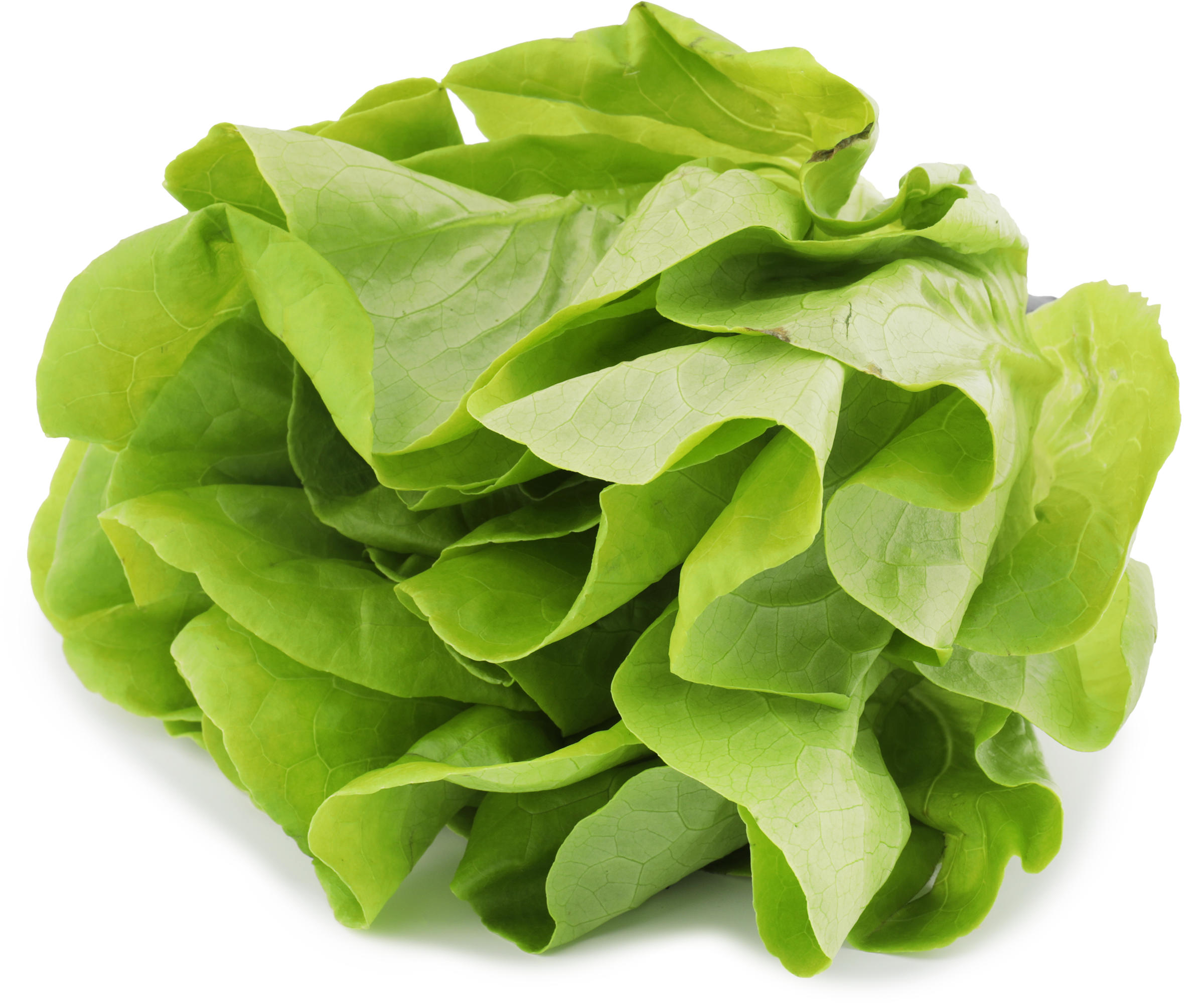 Изображение товара Салат Маслянистый в горшочке 1-й сорт свежий низкая калорийность