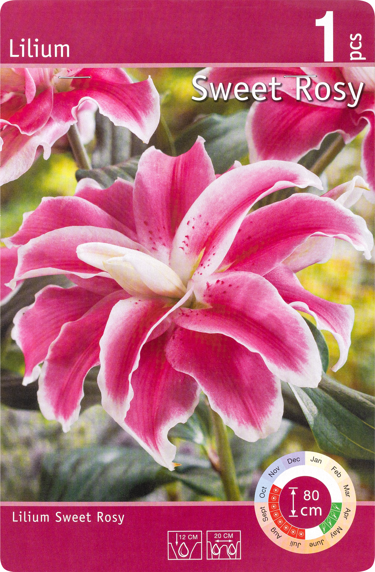 Изображение товара SEO-Лилия Свит Рози 16/18 - крупные розовые лилии, 90-110 см