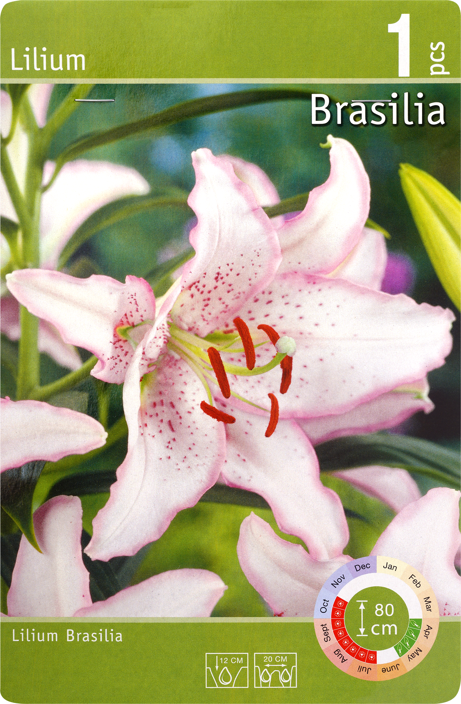 Изображение товара Лилия Бразилия 16/18 - луковица, ароматные крупные цветы