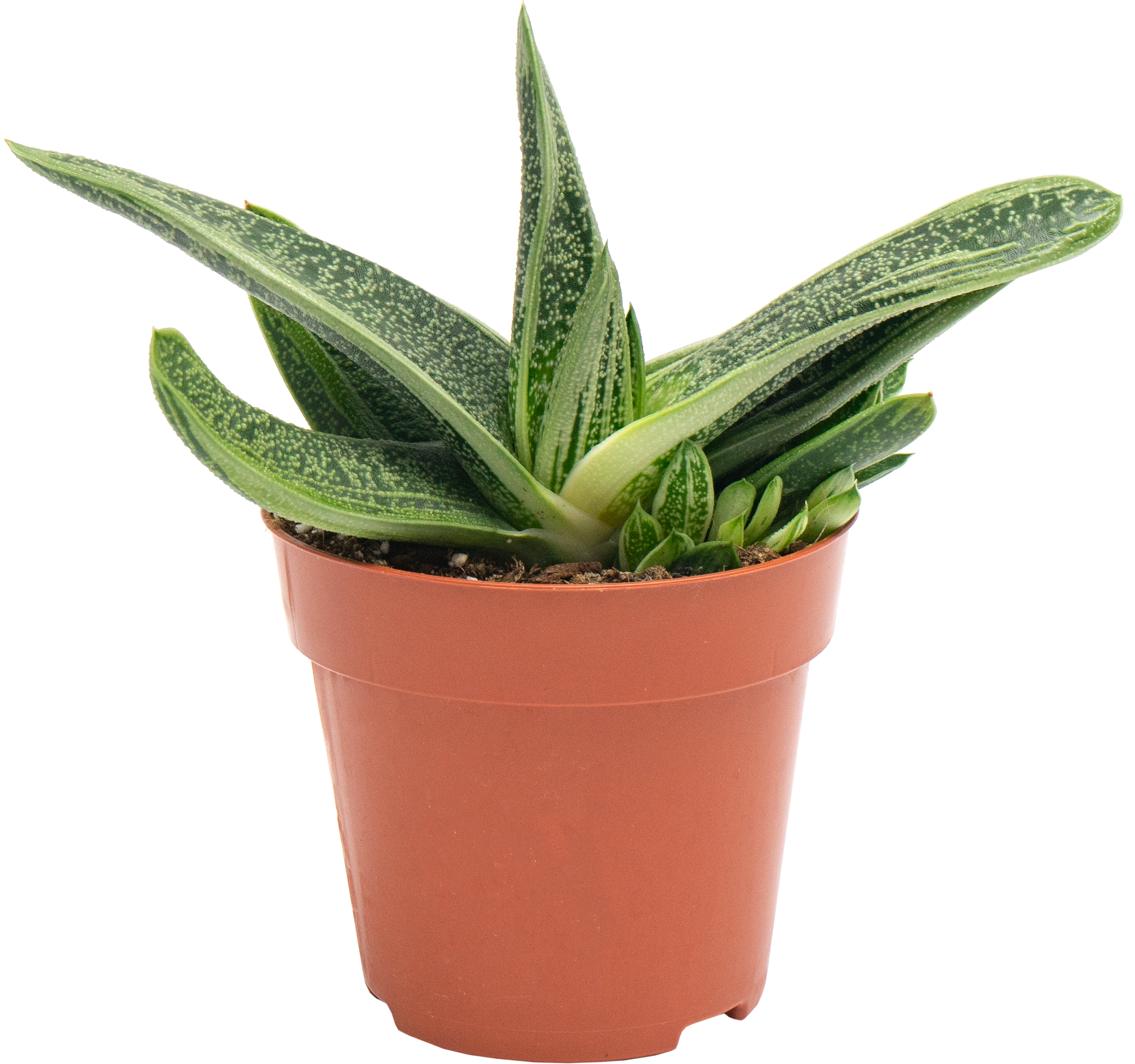 Изображение товара Растение в горшке Алоэ микс d=9см - уход за растением