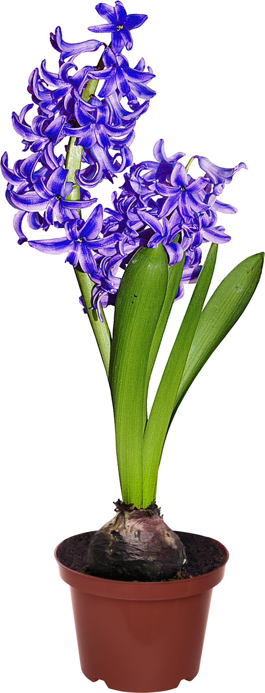 Изображение товара Растение в горшке Гиацинт d=7см