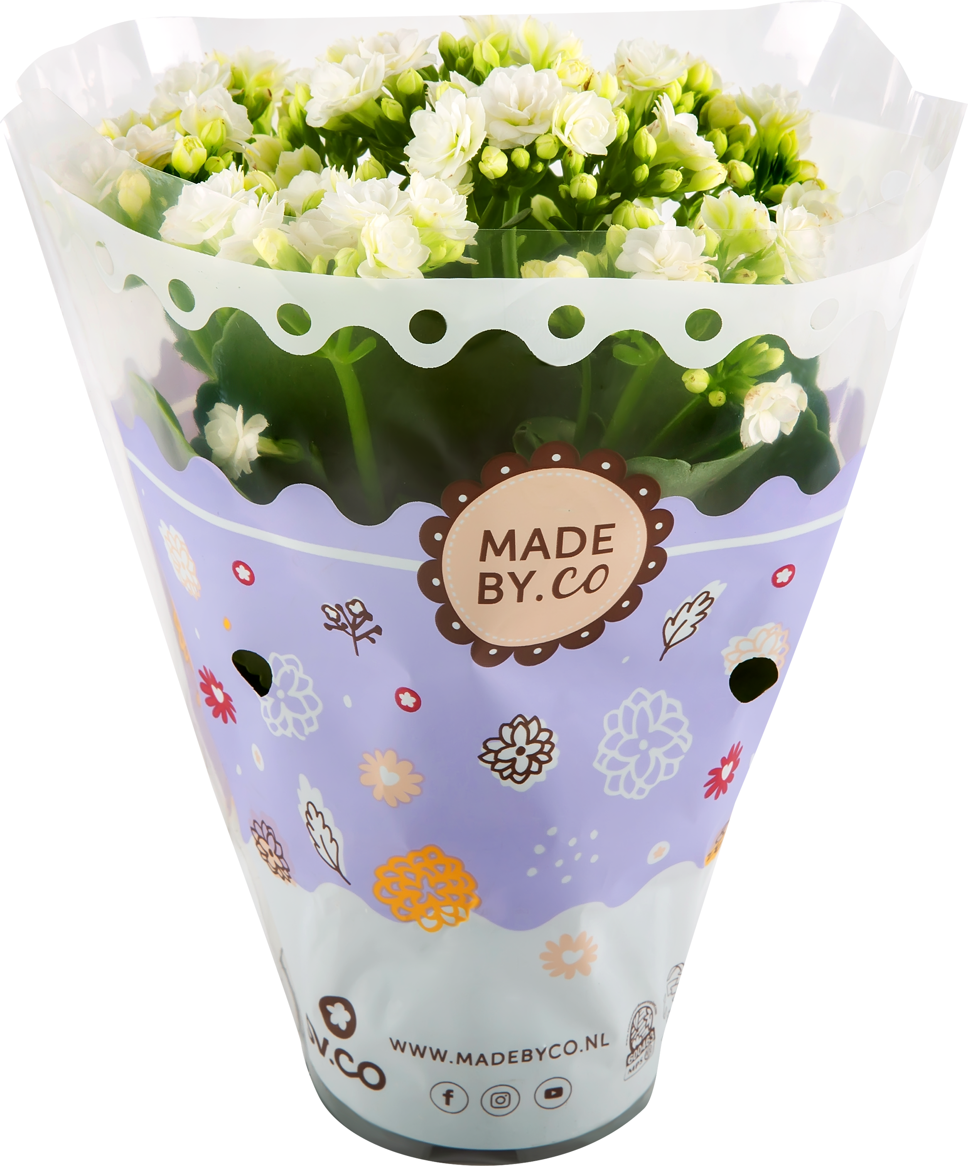 Изображение товара Комнатное растение Каланхоэ Каландива d=9см — яркий суккулент для интерьера