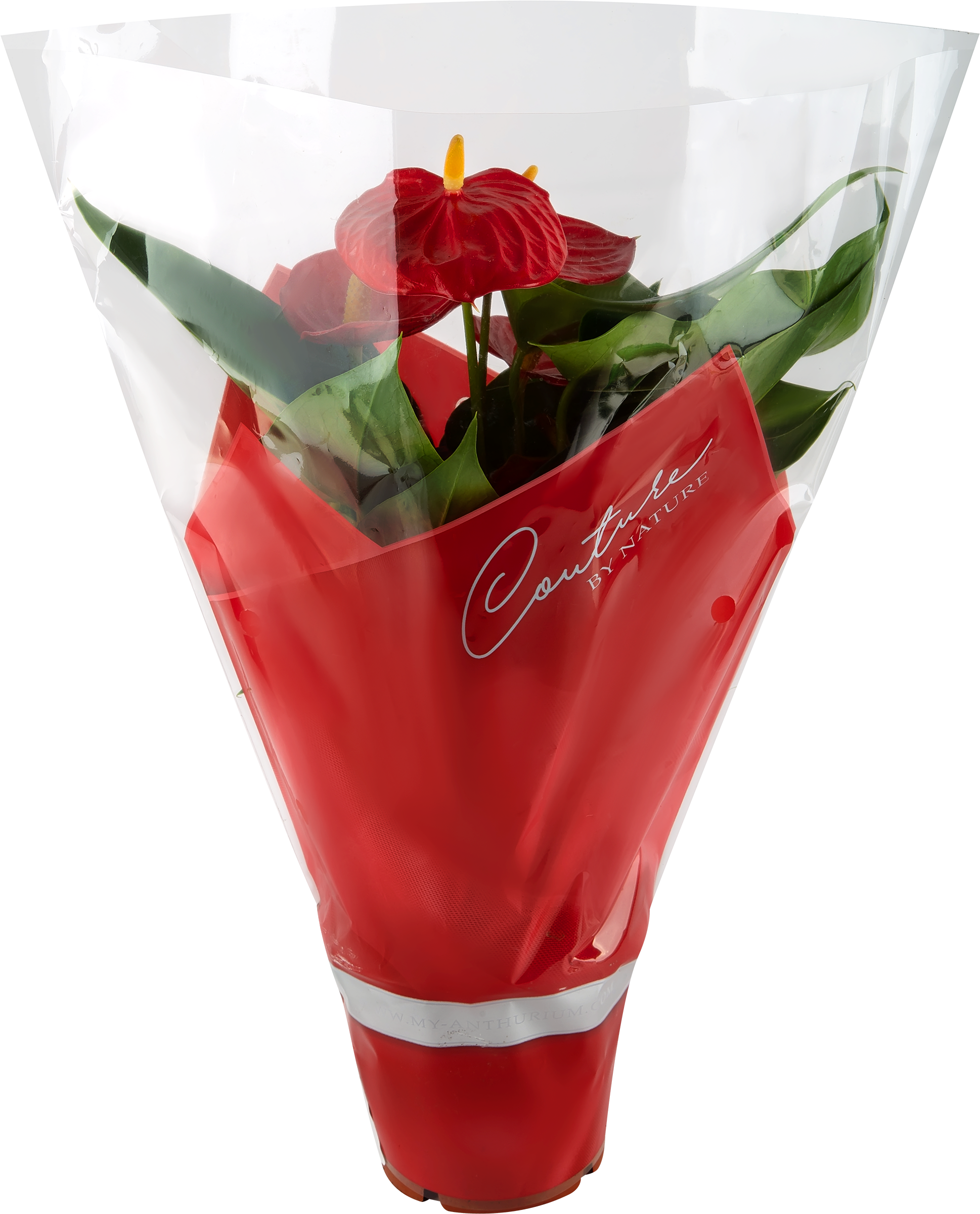 Изображение товара Растение в горшке Антуриум микс d=12см