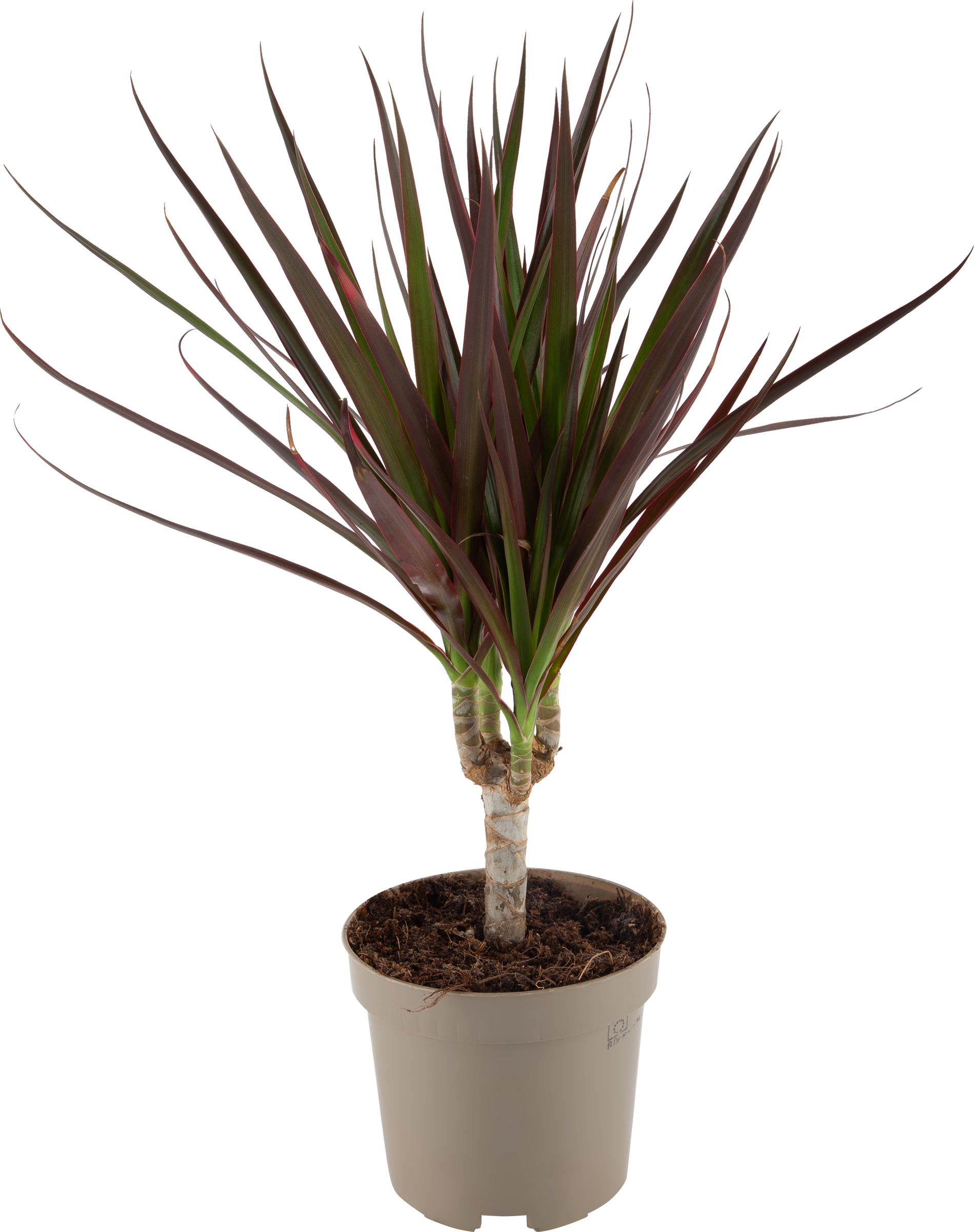 Изображение товара Комнатное растение драцена маргината в горшке 11 см - красивое и неприхотливое